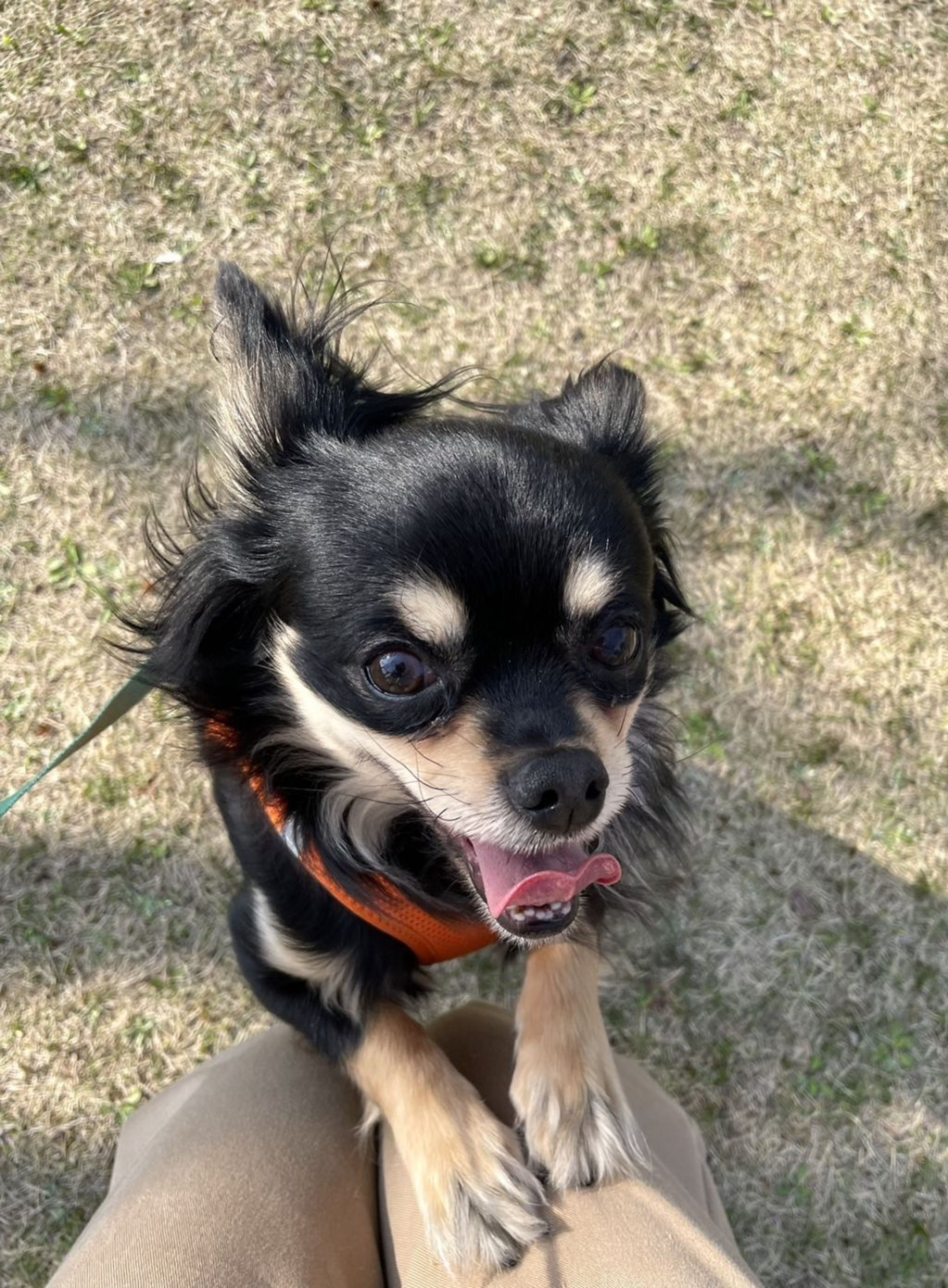 pet-image-3