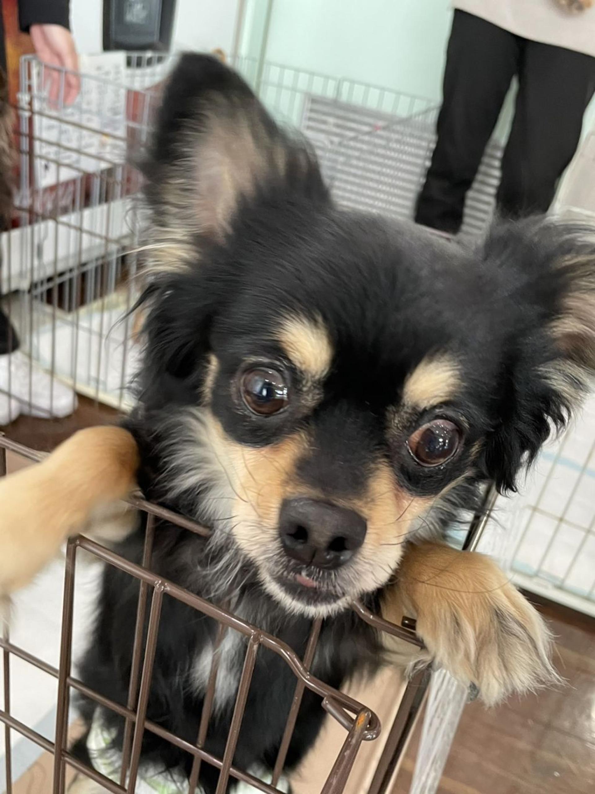 pet-image-4
