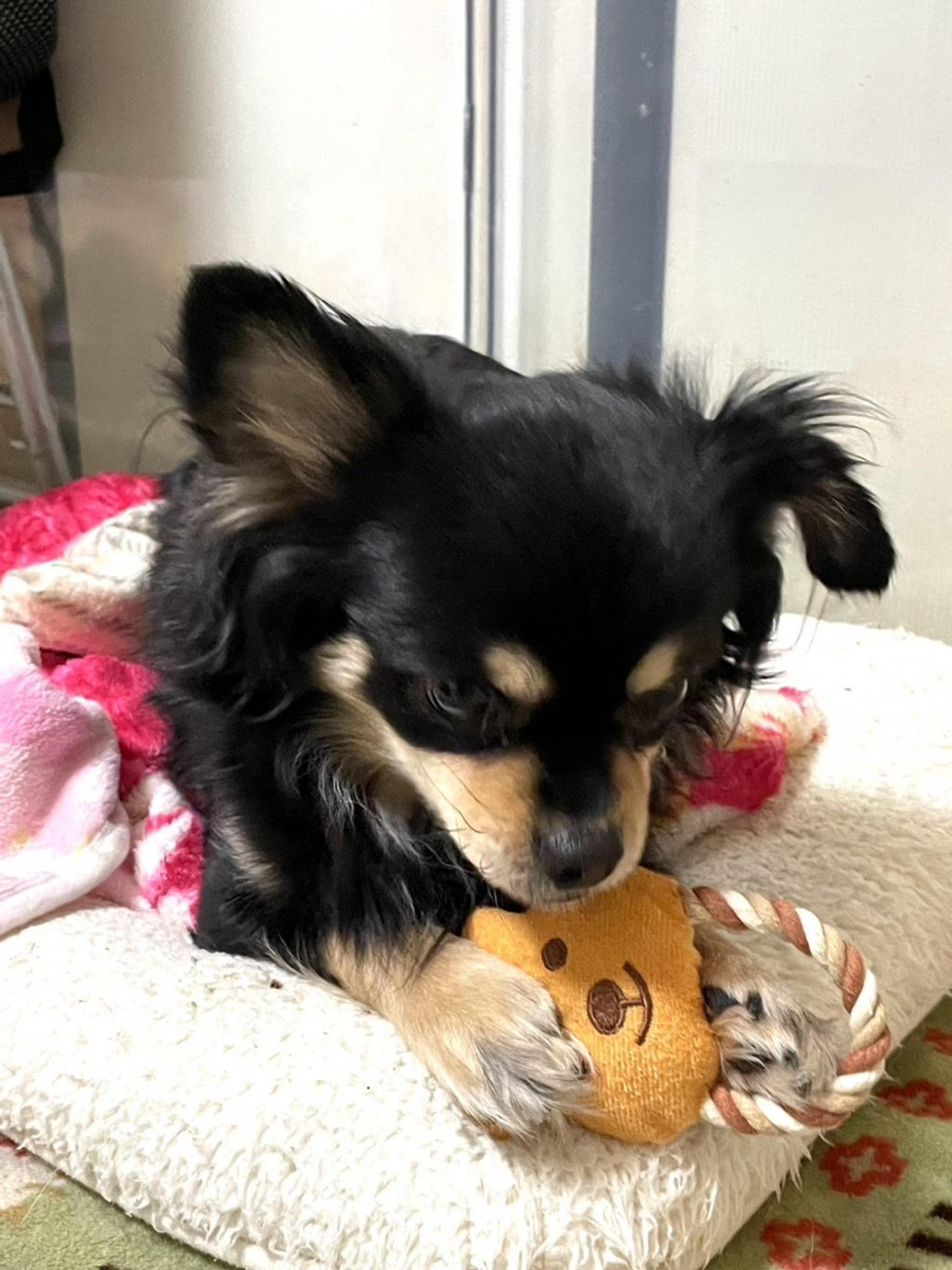pet-image-5
