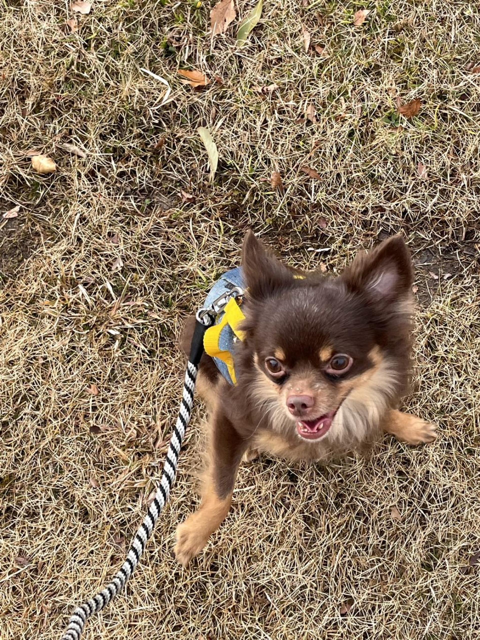 pet-image-2