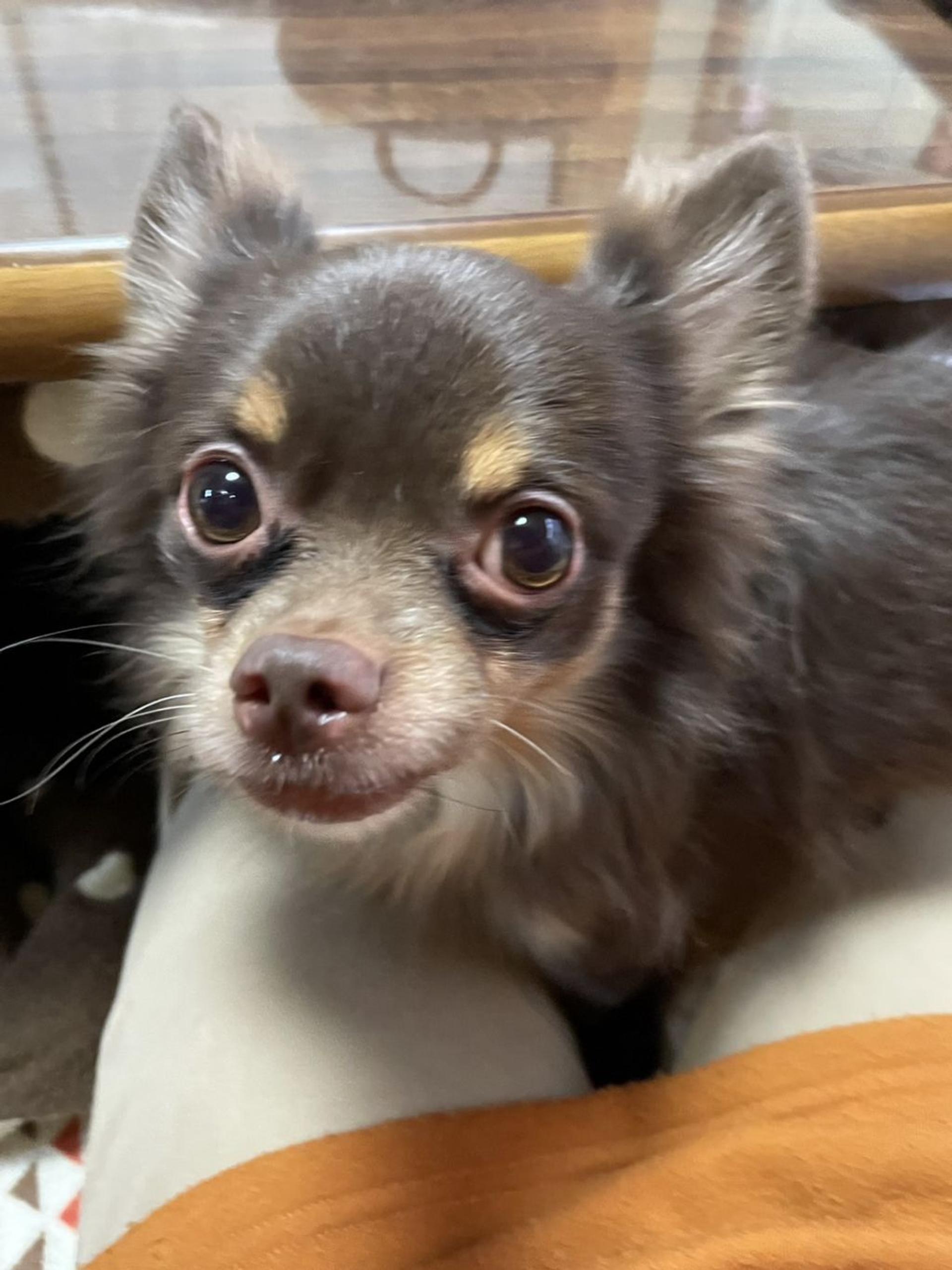 pet-image-4