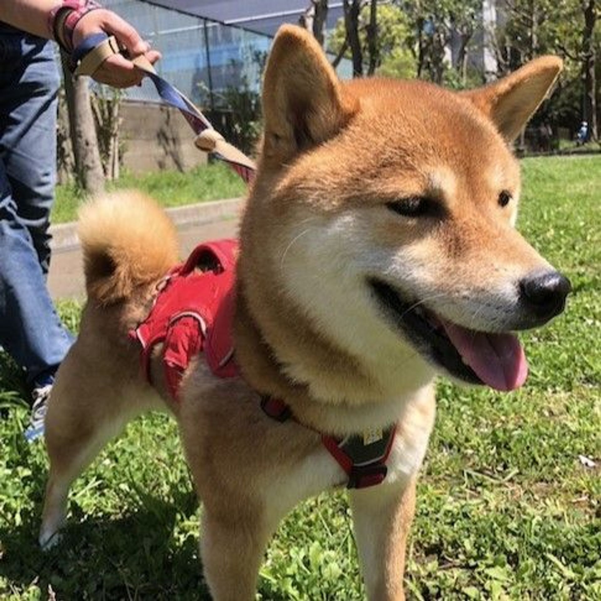 柴犬・メスの里親募集の写真