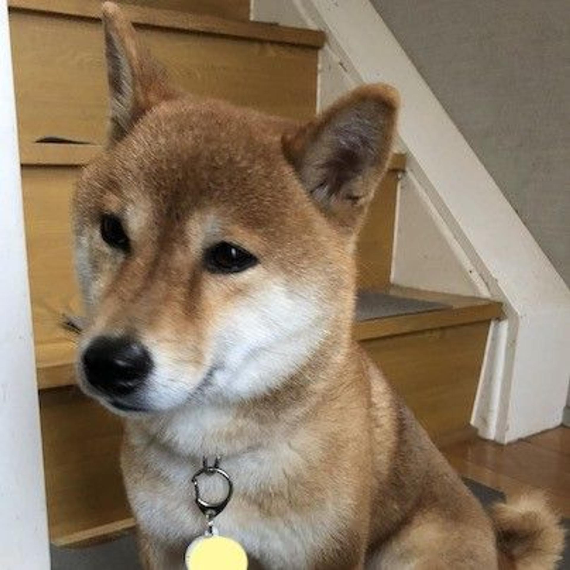 pet-image-4