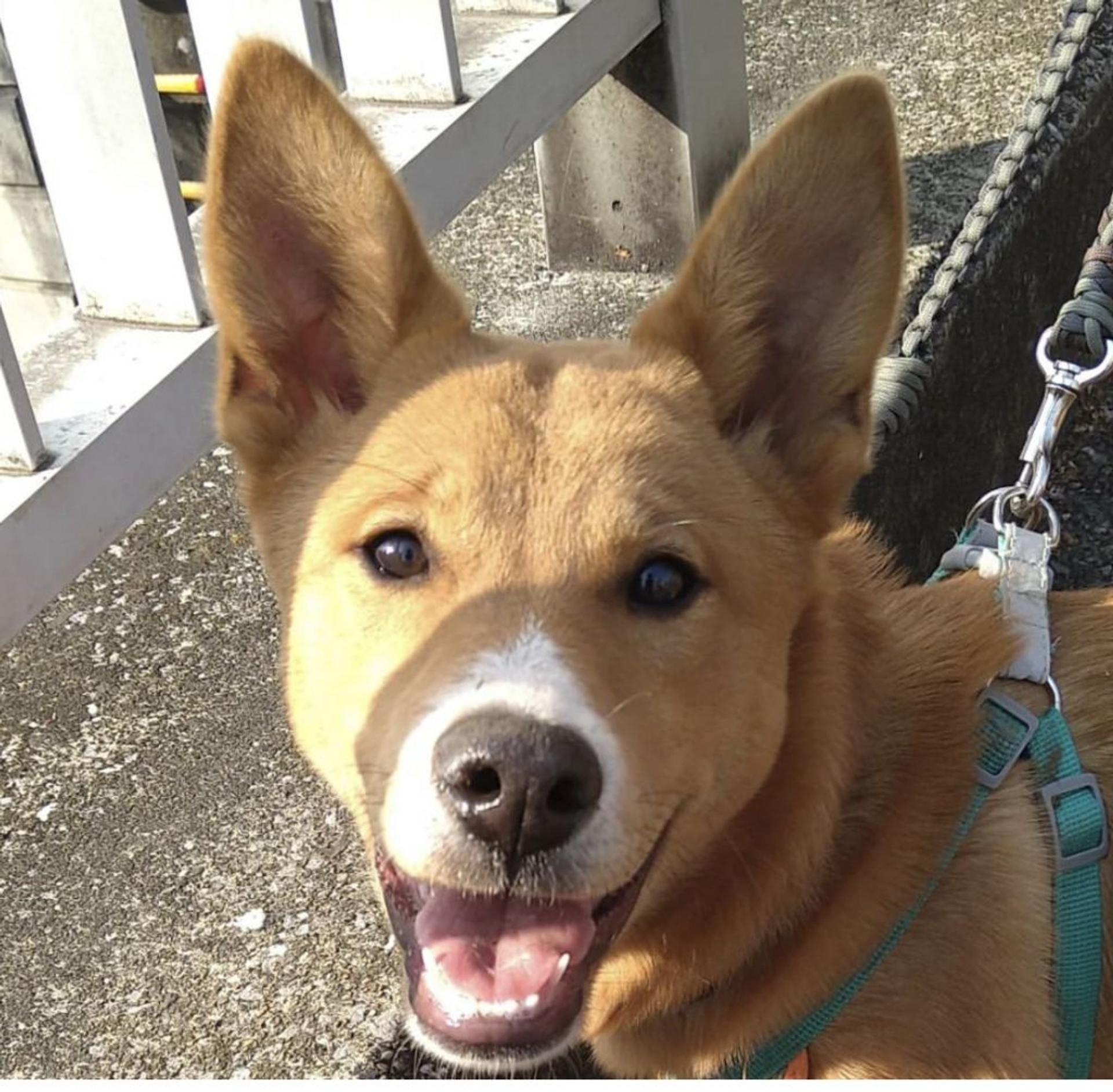 pet-image-2