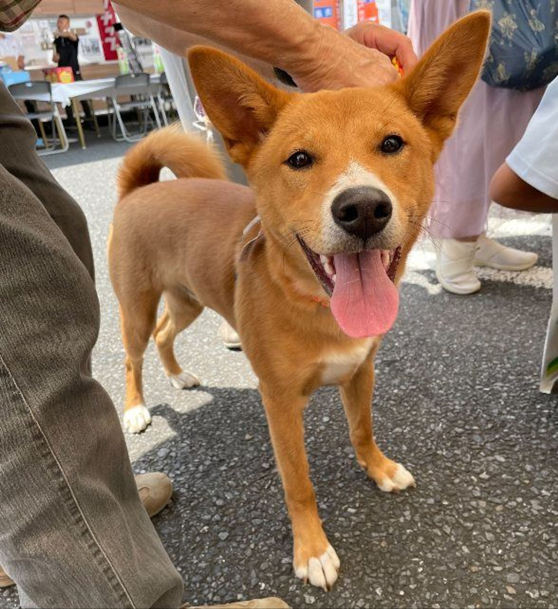 雑種（ミックス犬）・オスの里親募集の写真