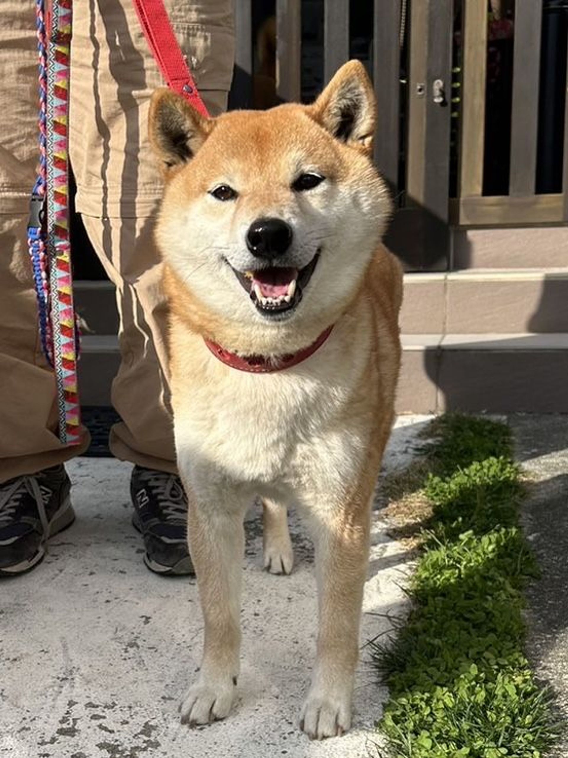 柴犬・オスの里親募集の写真