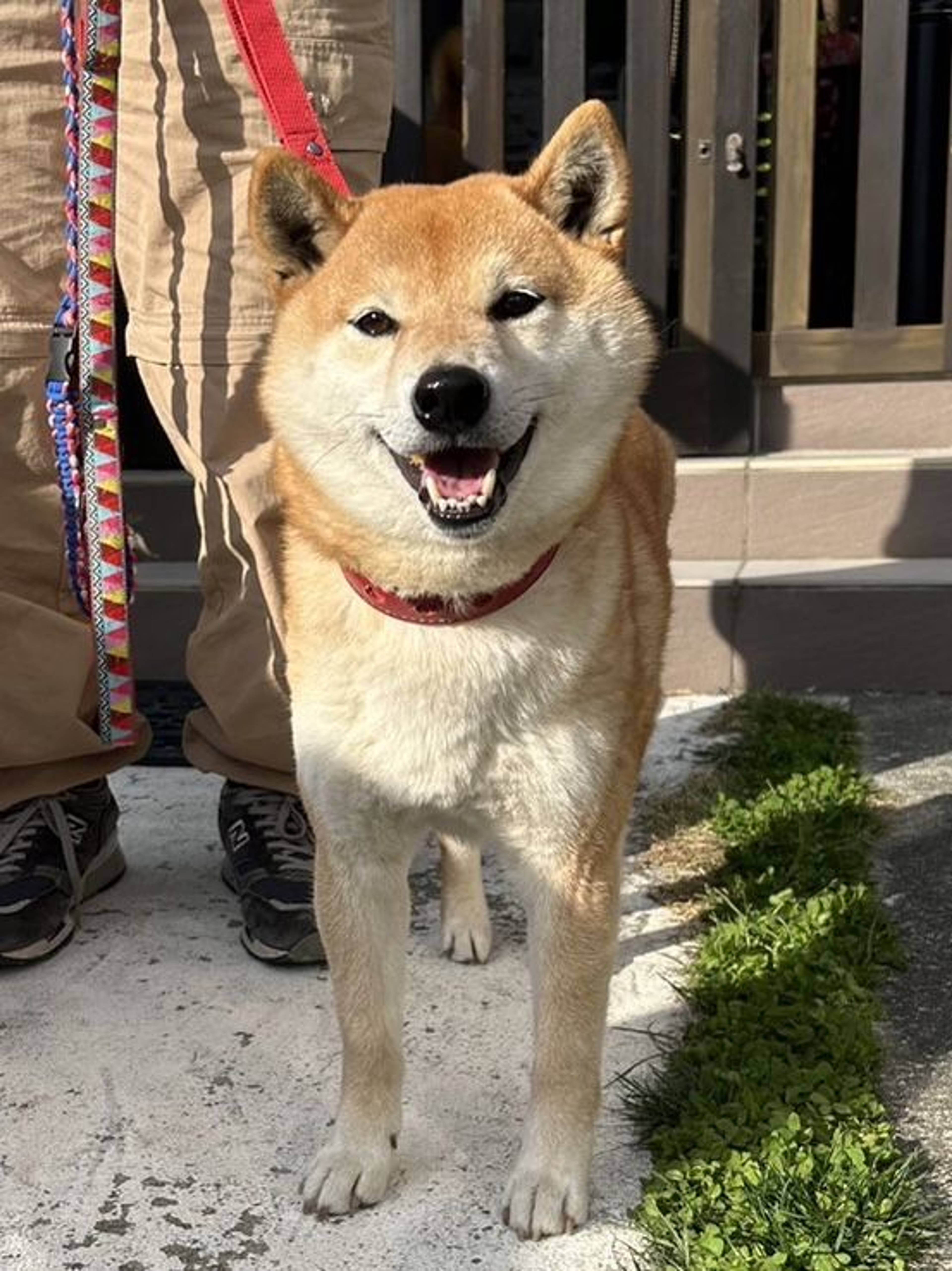 柴犬・オスの里親募集の写真