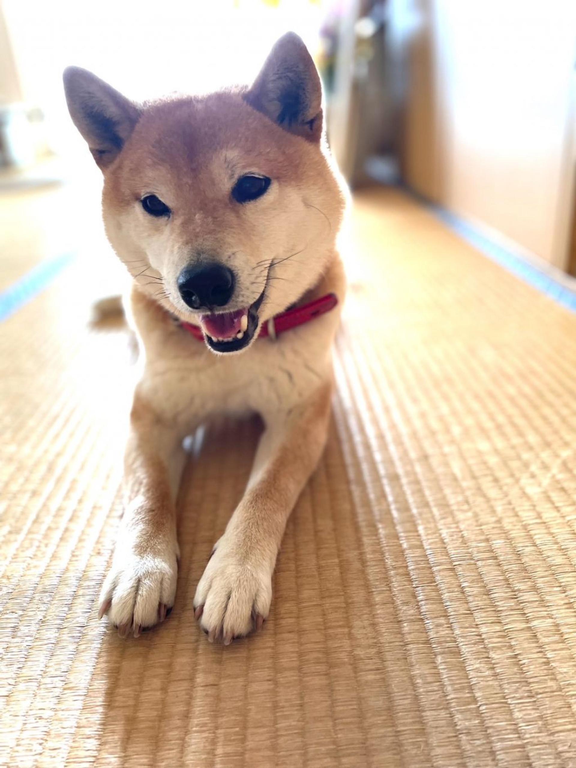 pet-image-2