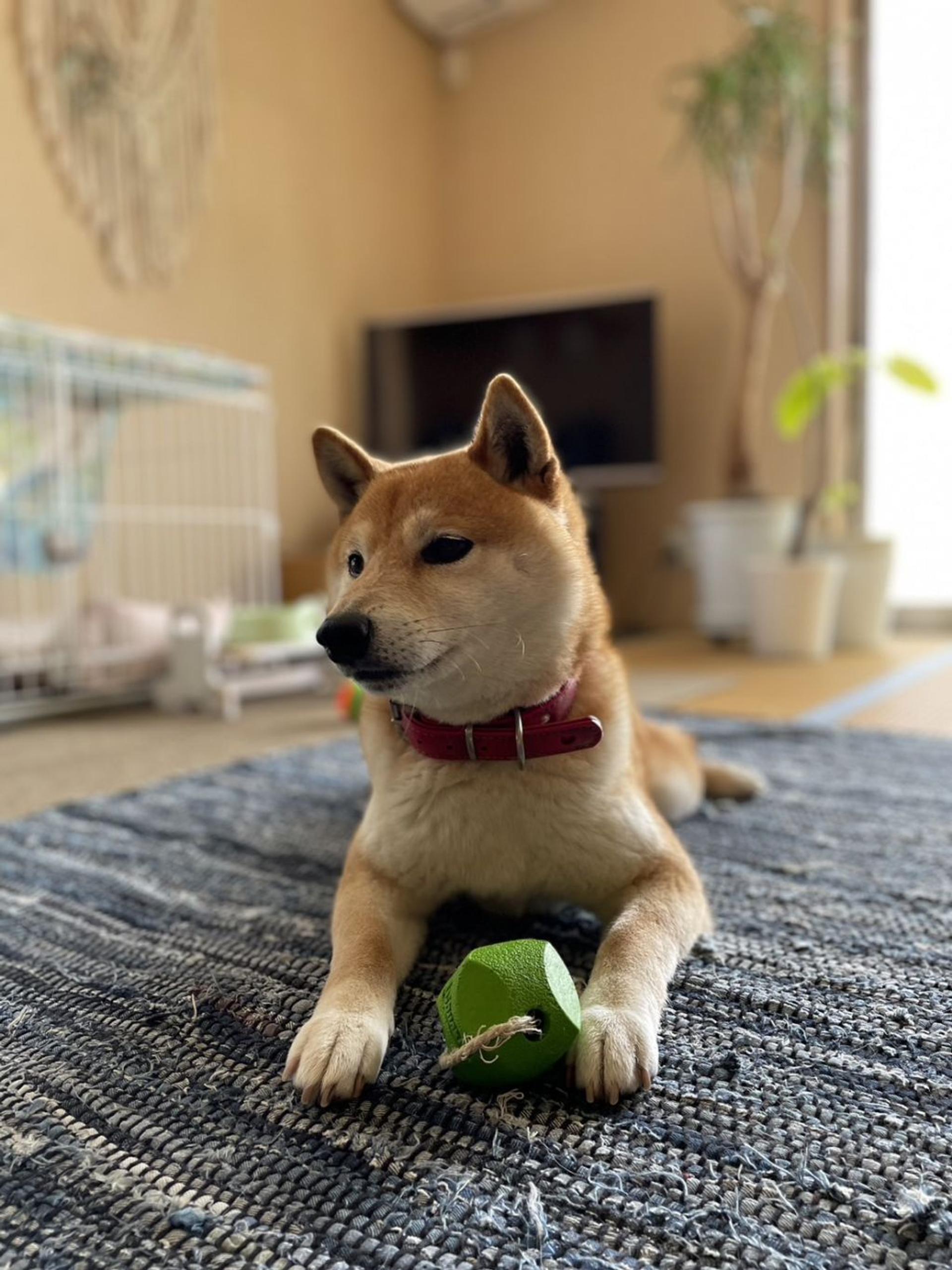 pet-image-3