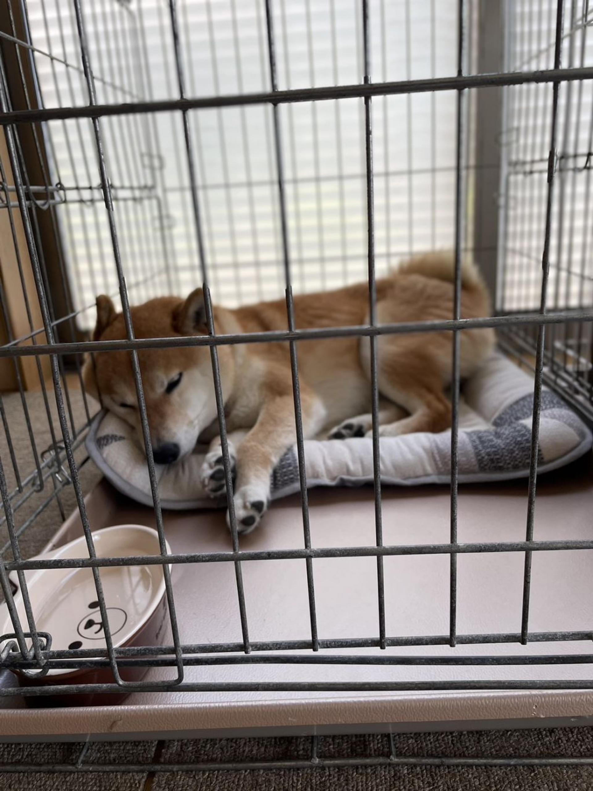pet-image-5