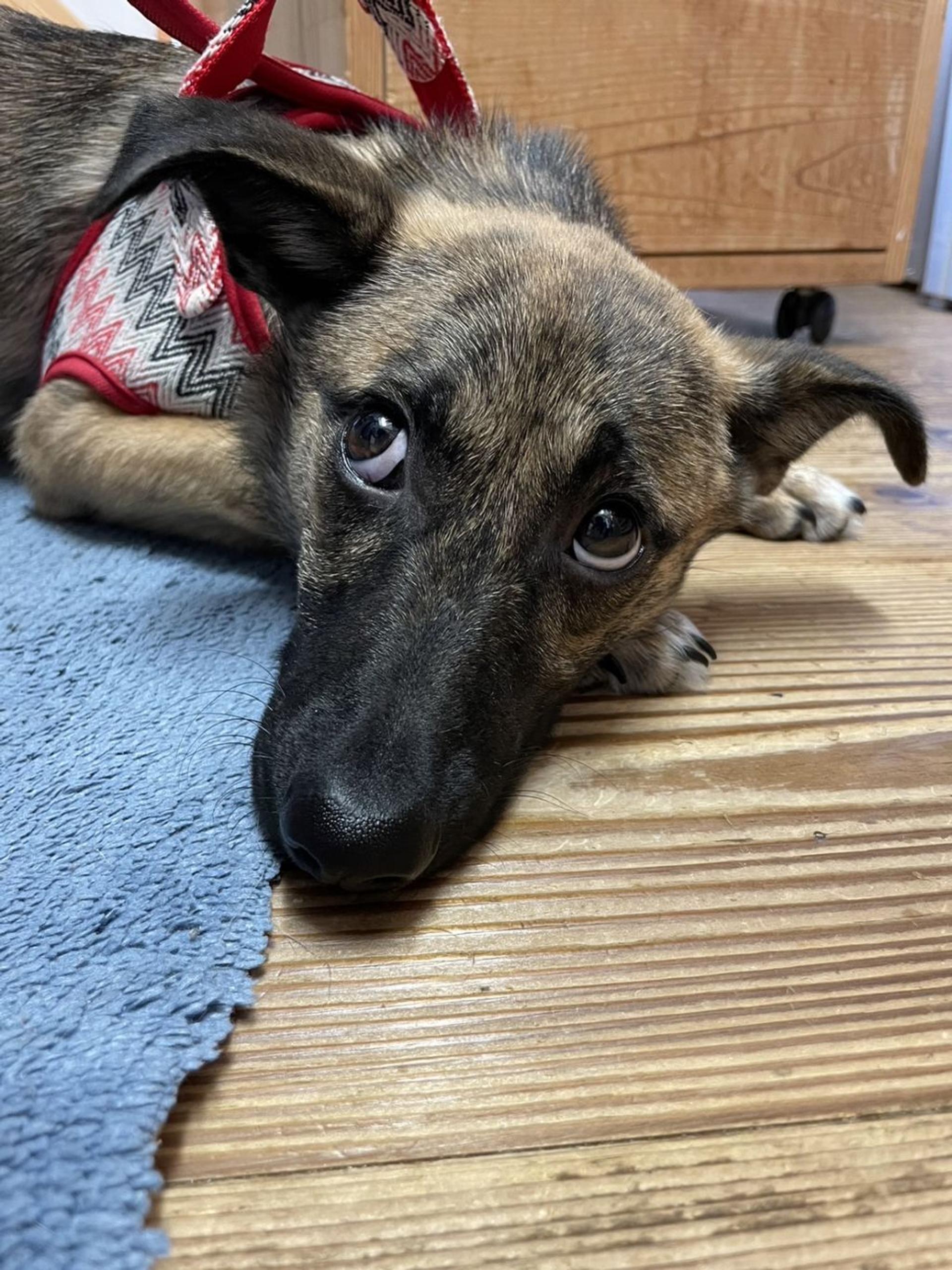 pet-image-2