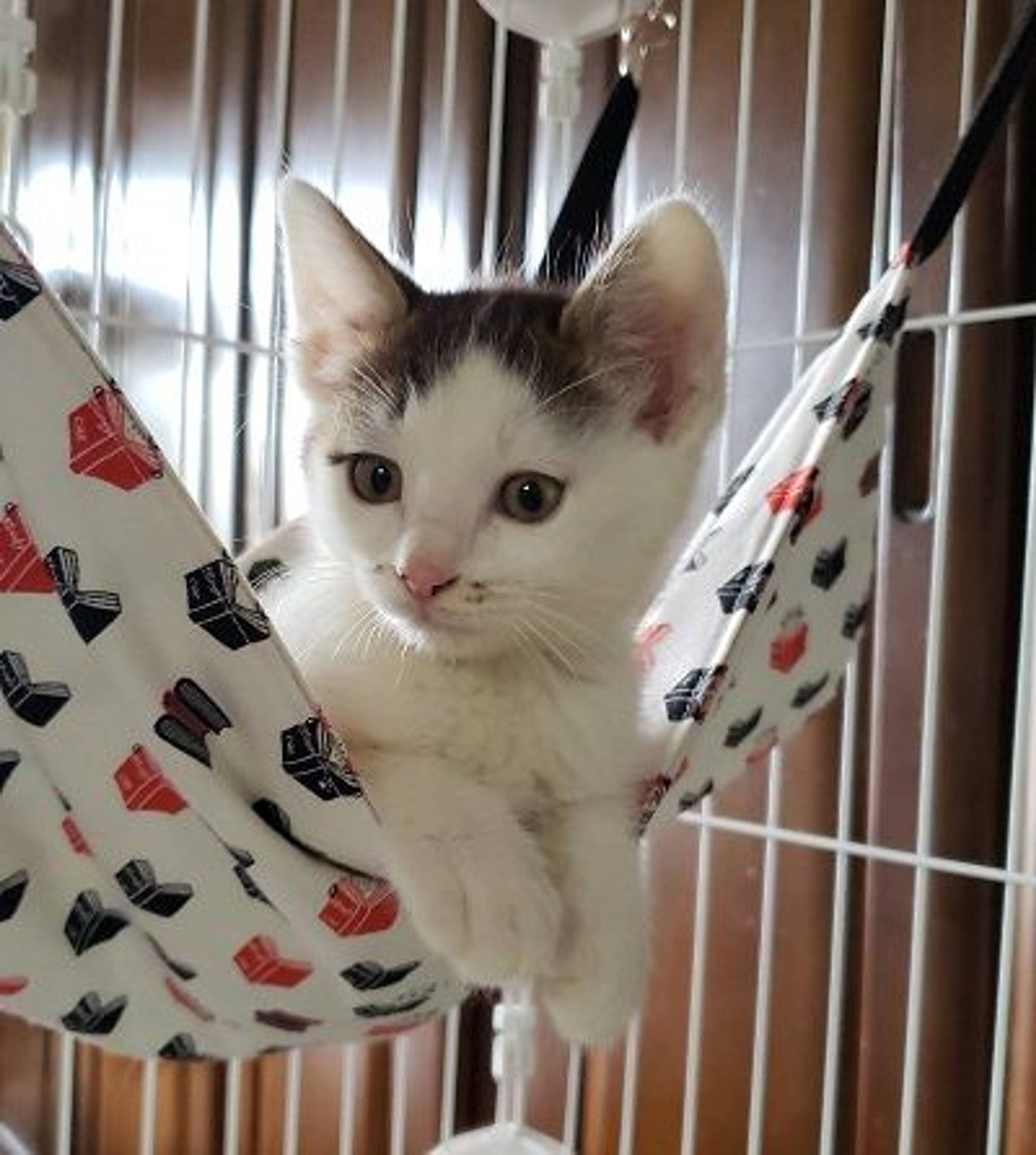 雑種（ミックス猫）・オスの里親募集の写真