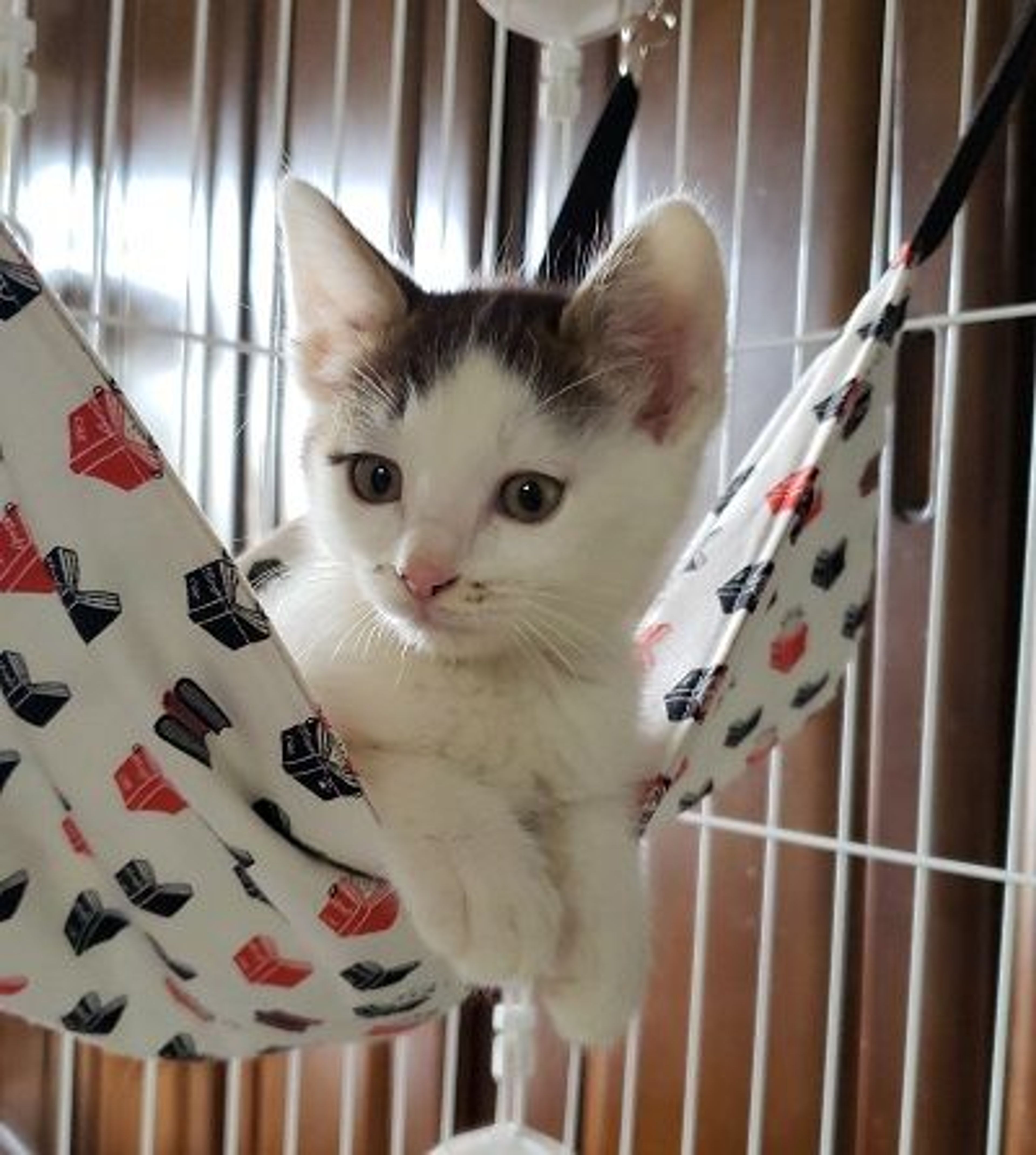 雑種（ミックス猫）・オスの里親募集の写真