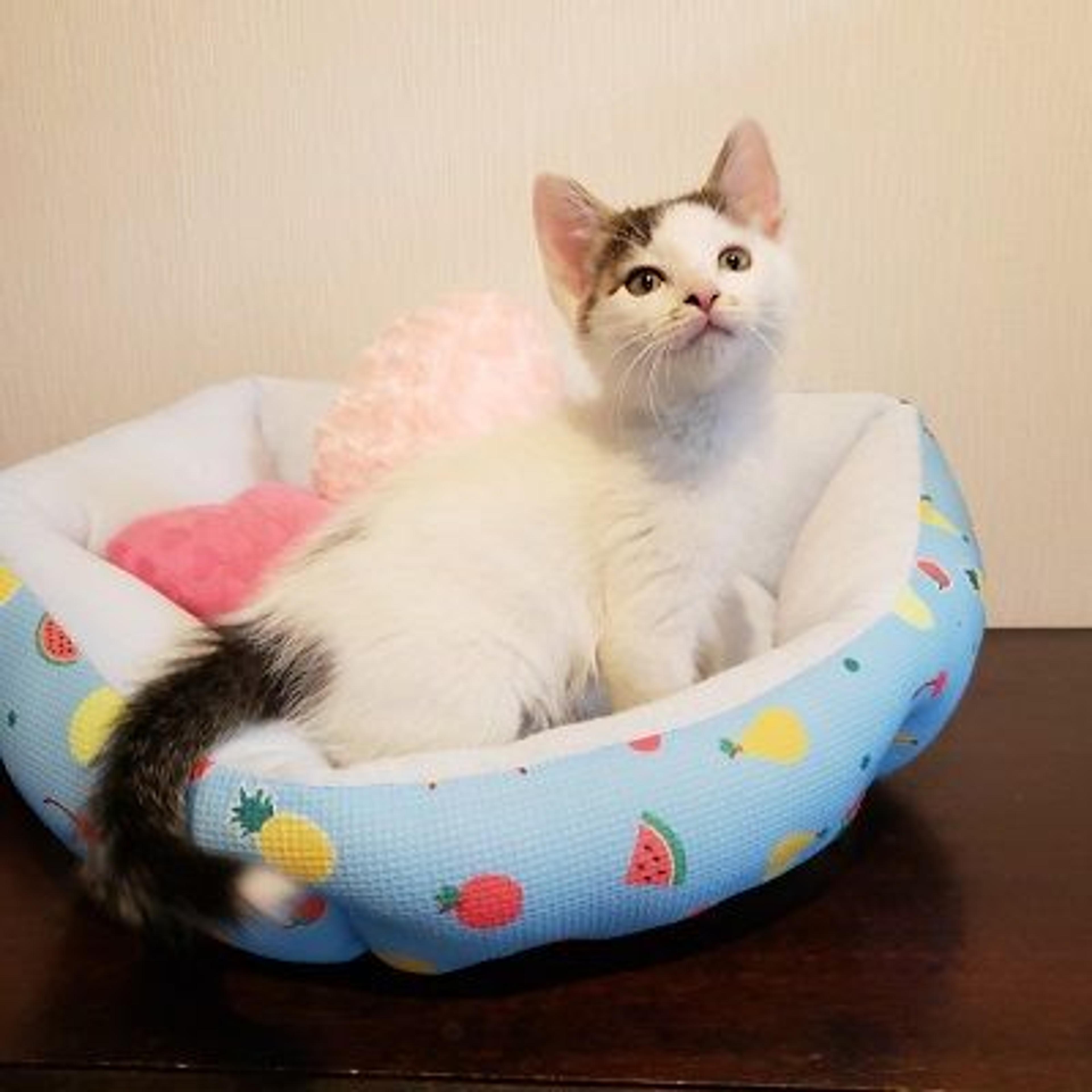 pet-image-2
