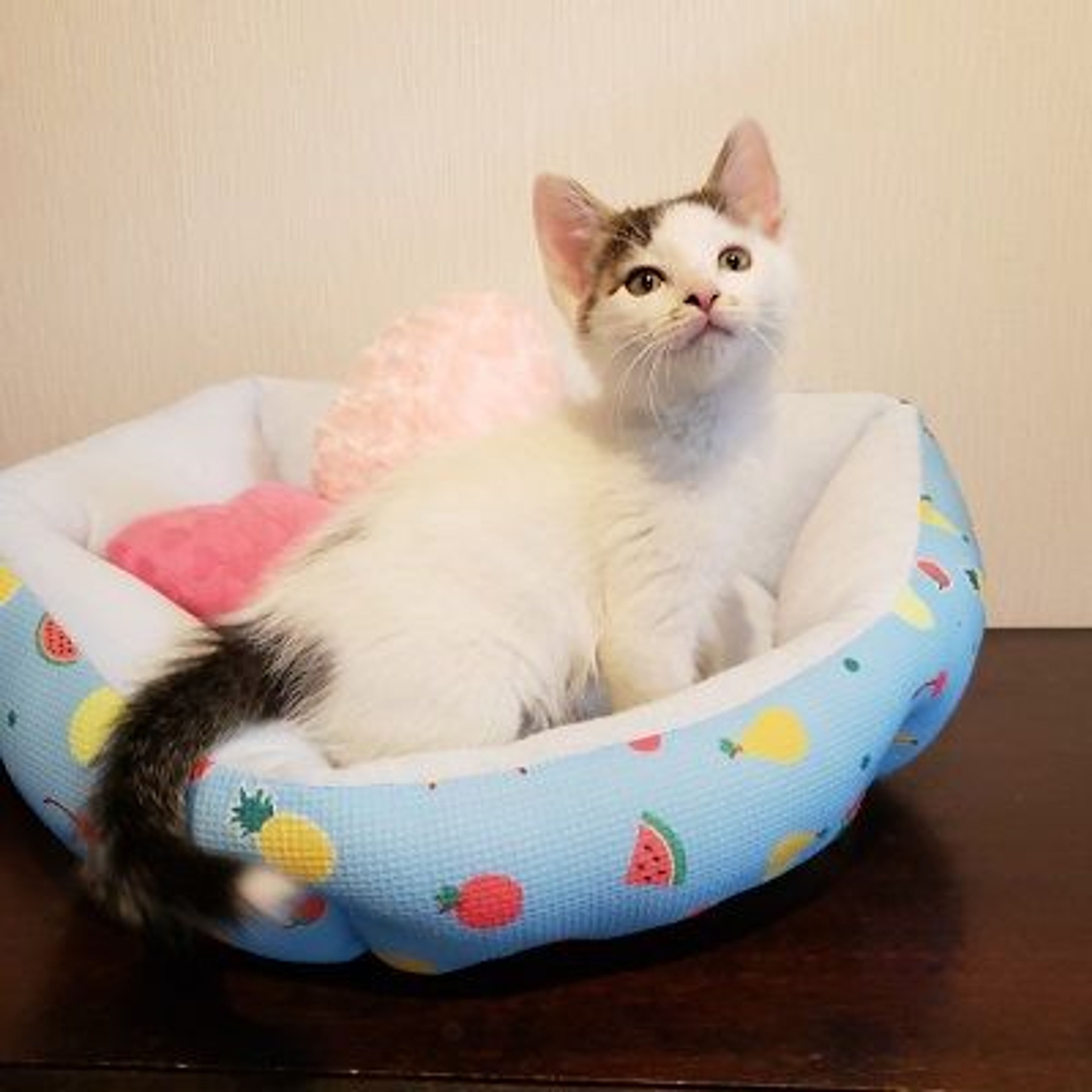 pet-image-2