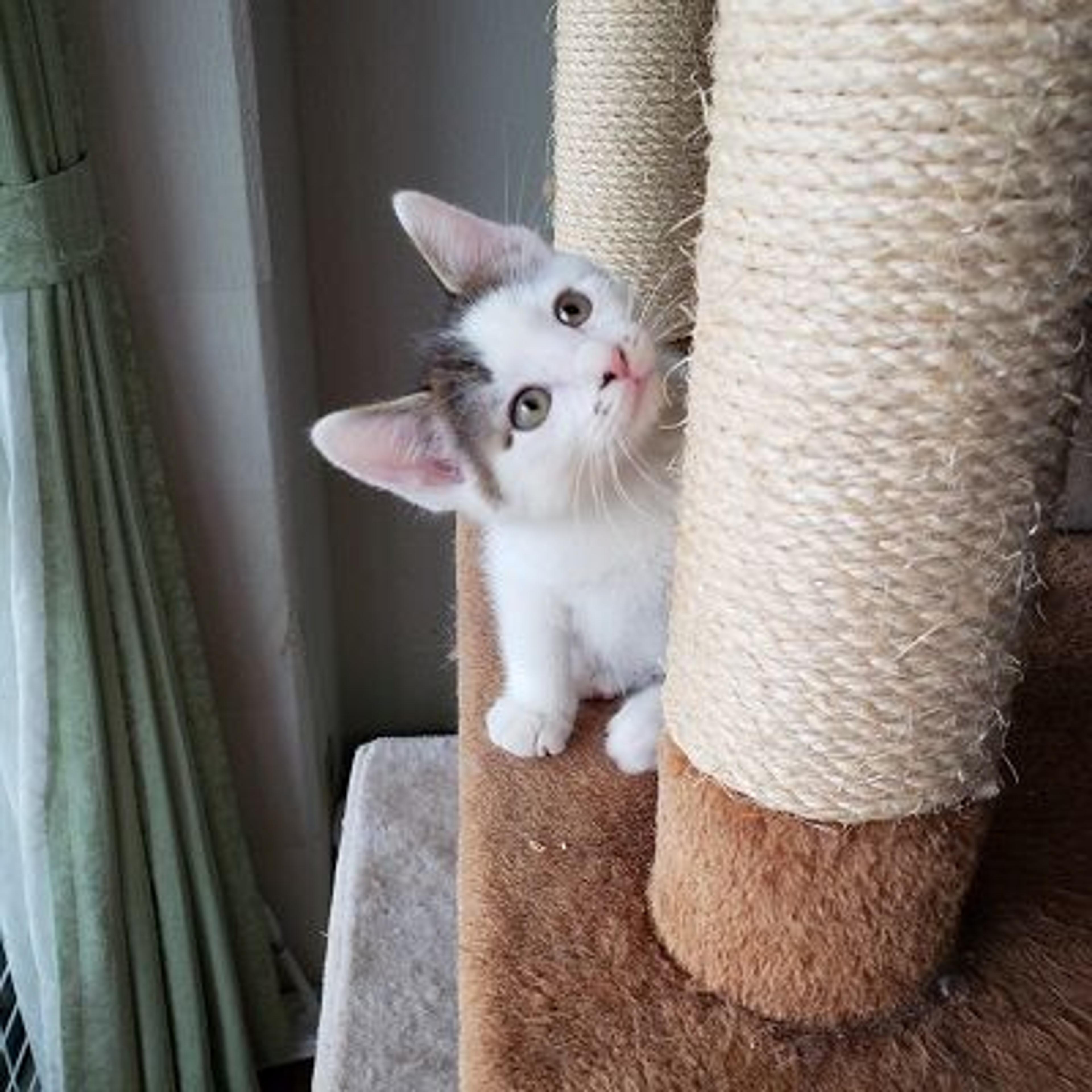 pet-image-3