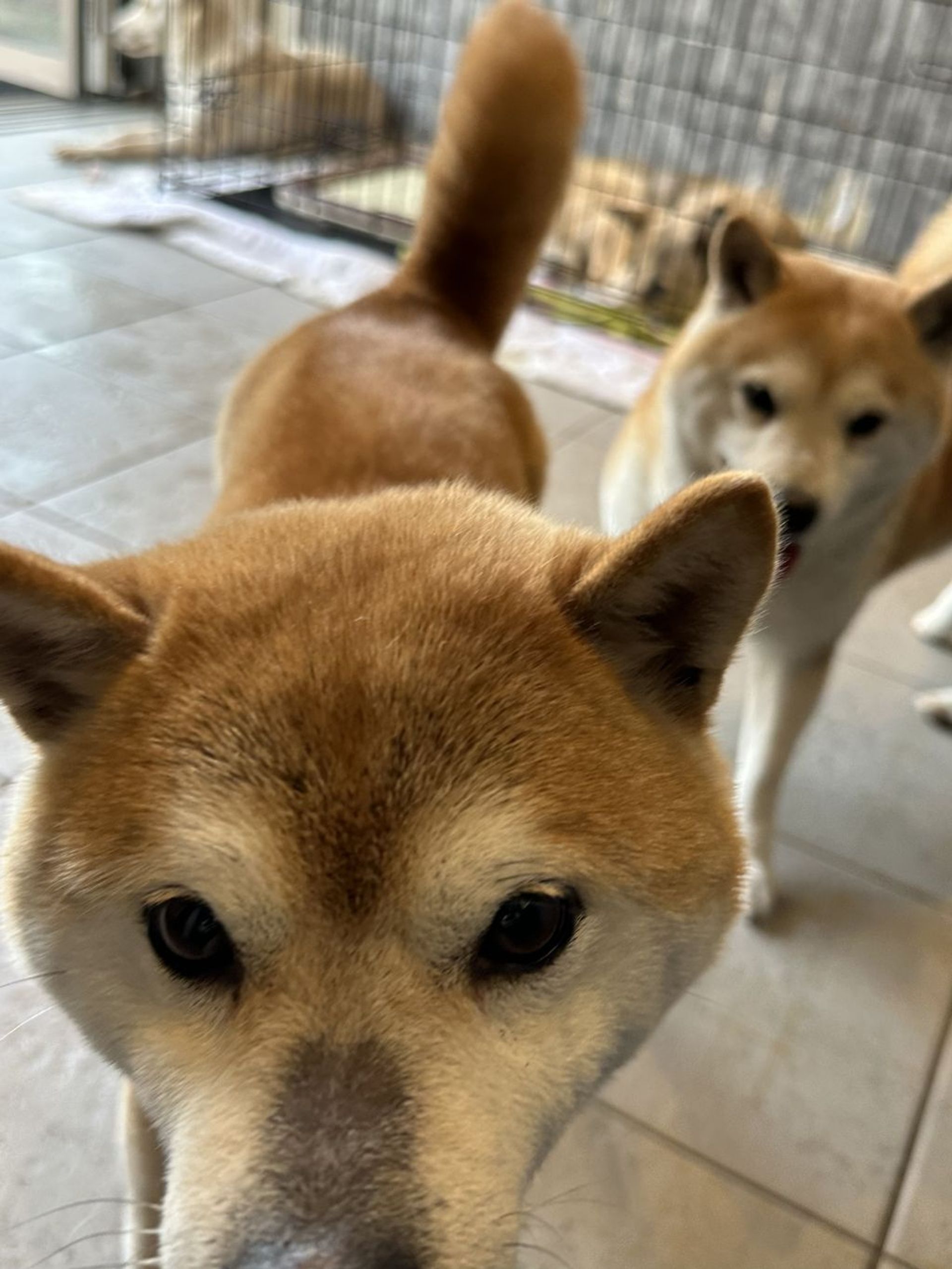 柴犬・メスの里親募集の写真