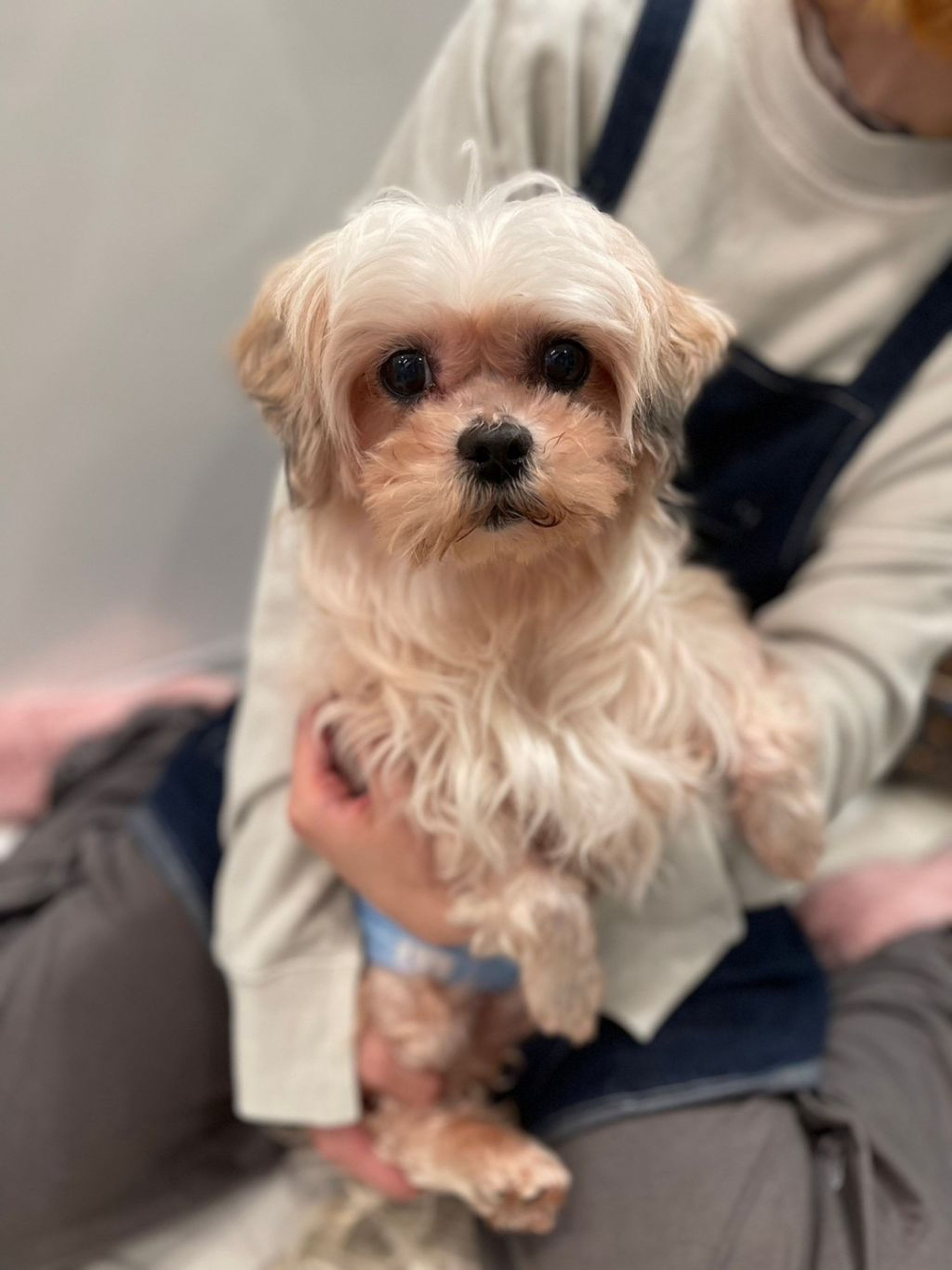 シーズー・オスの里親募集の写真