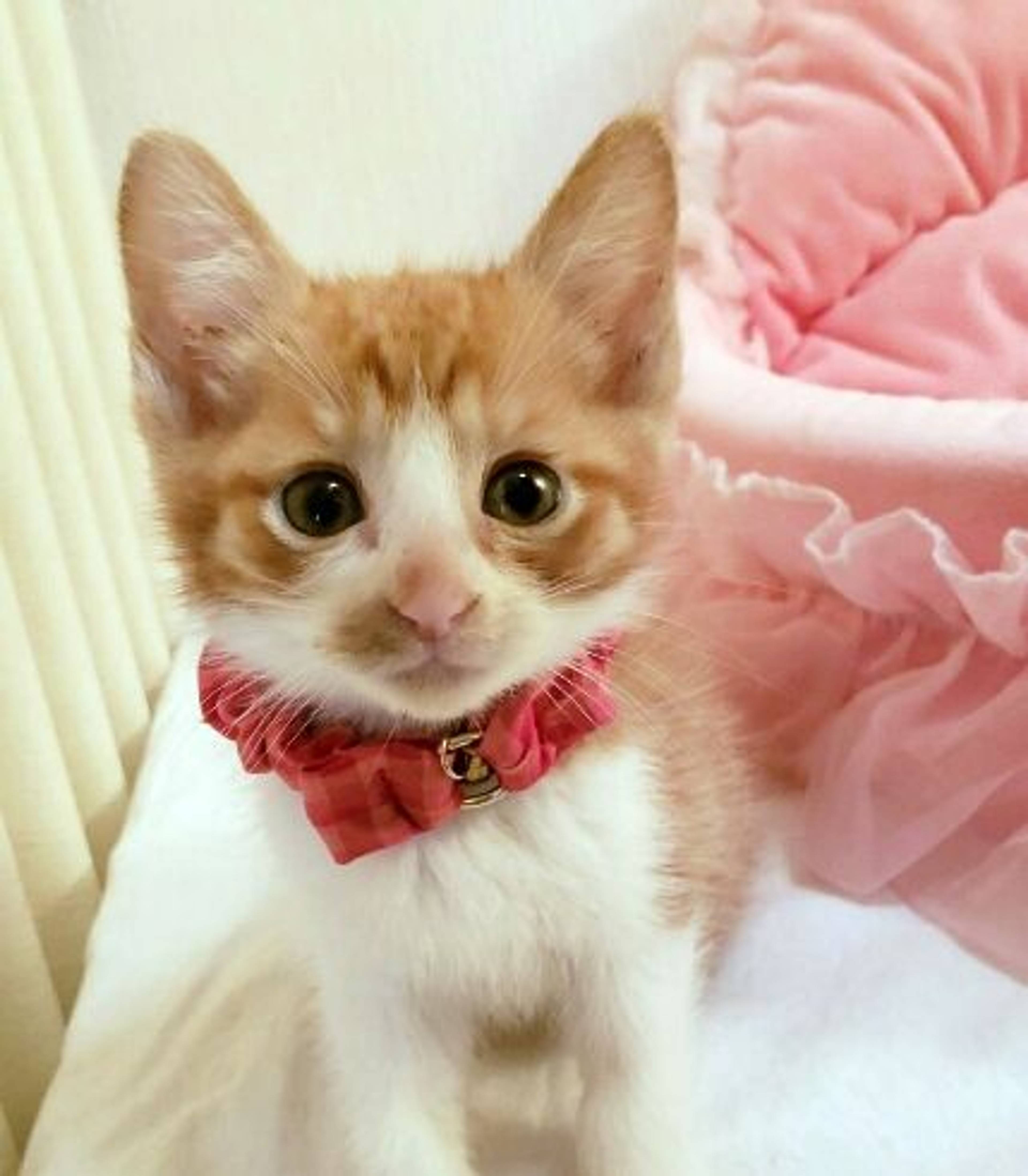 雑種（ミックス猫）・オスの里親募集の写真