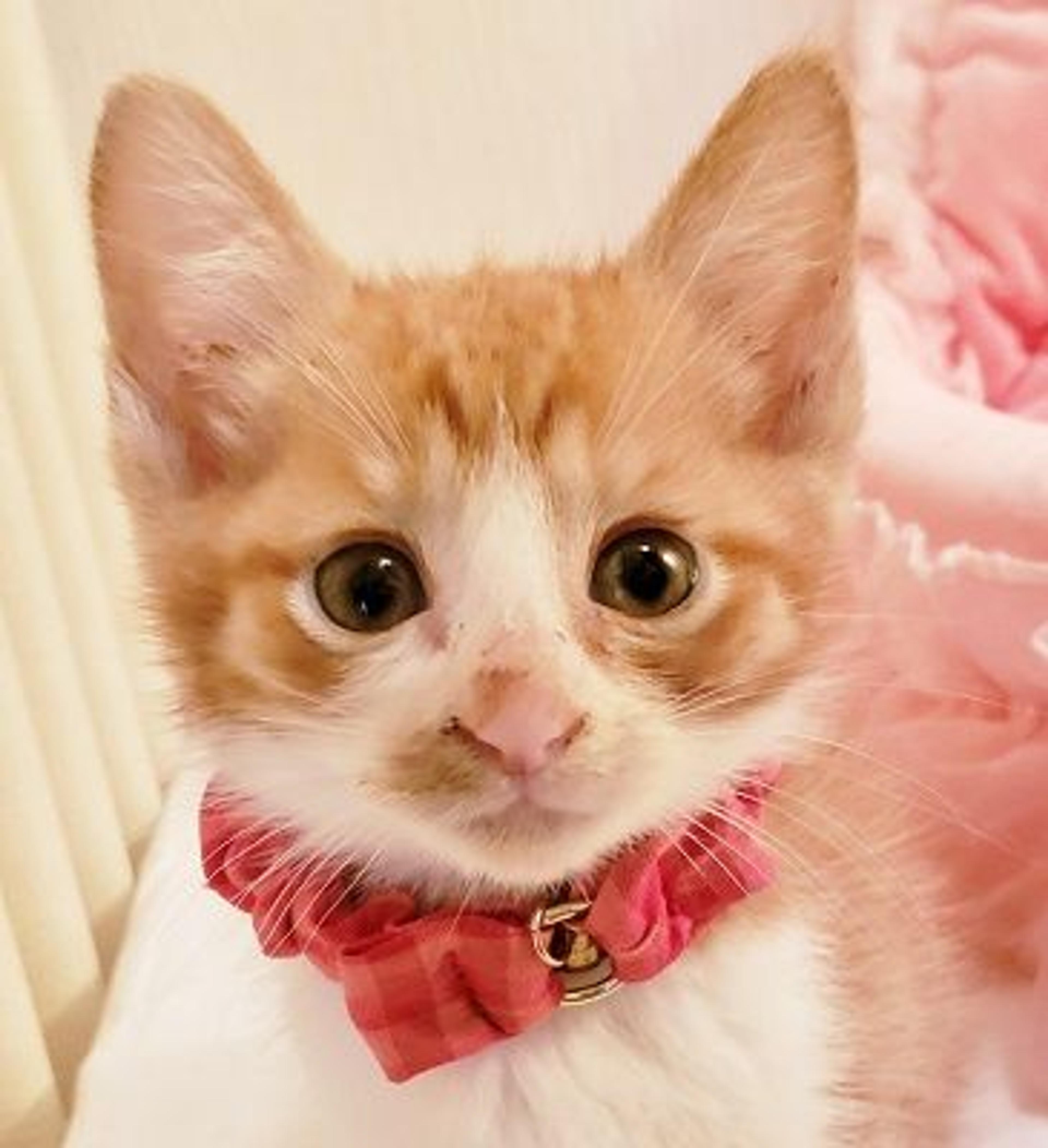 pet-image-3