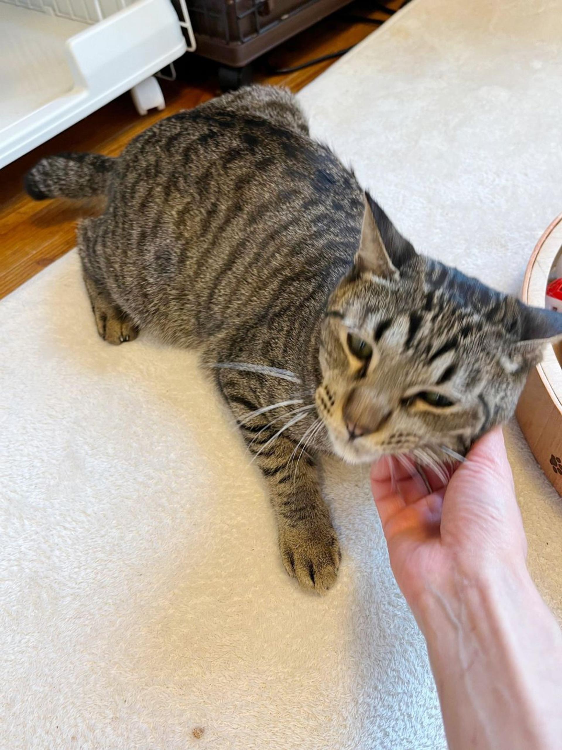 pet-image-2