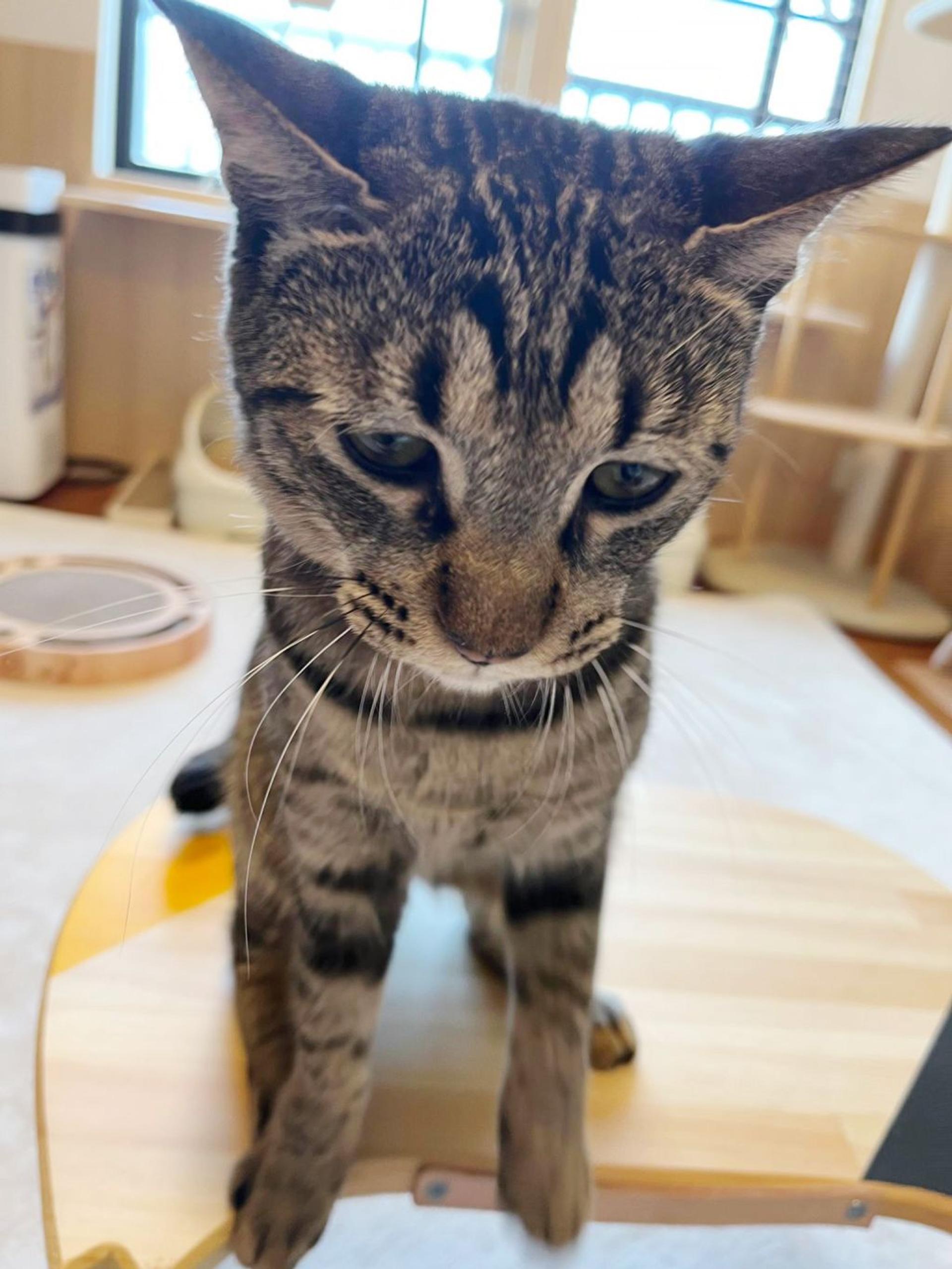 pet-image-3