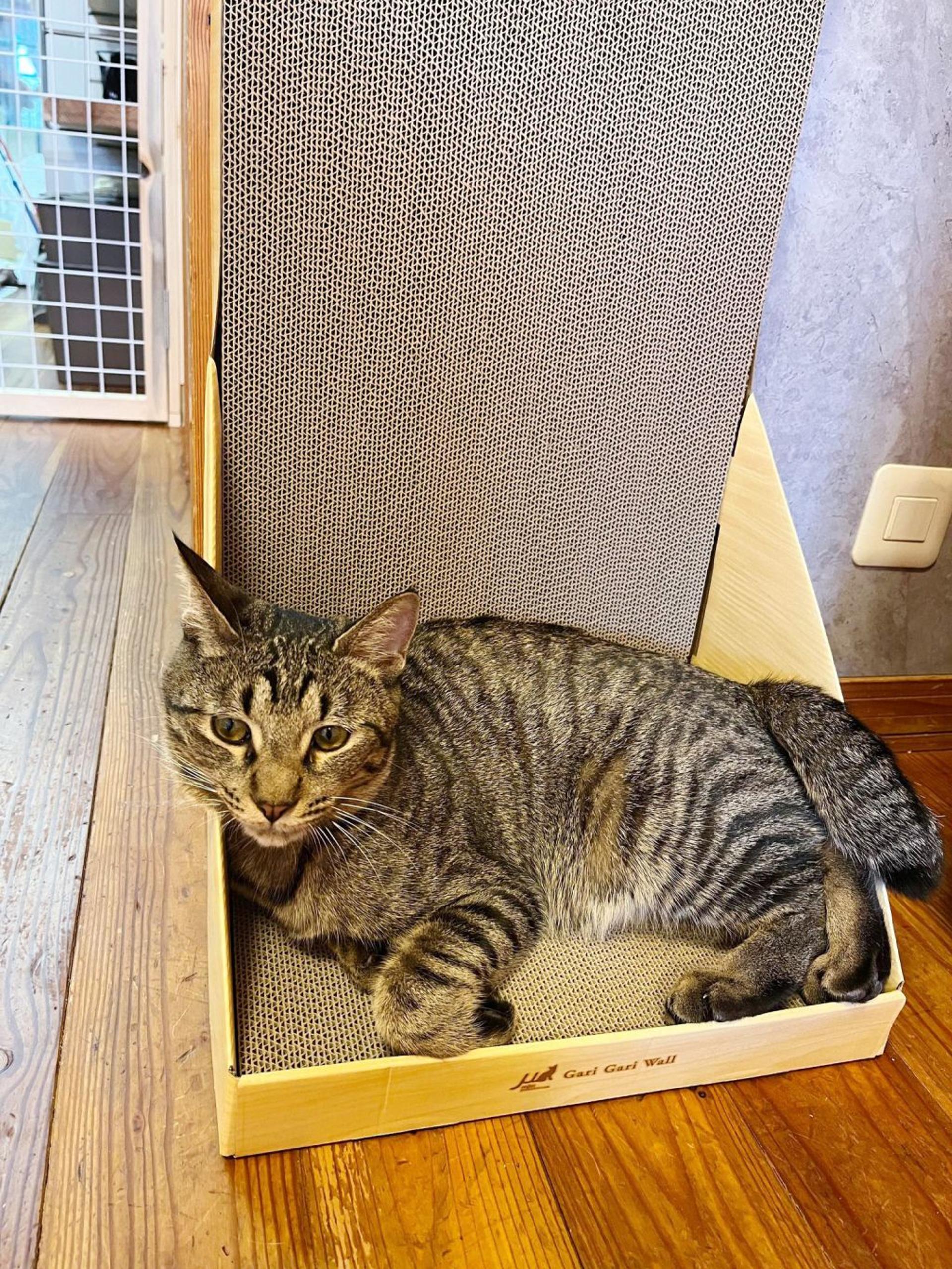 pet-image-4