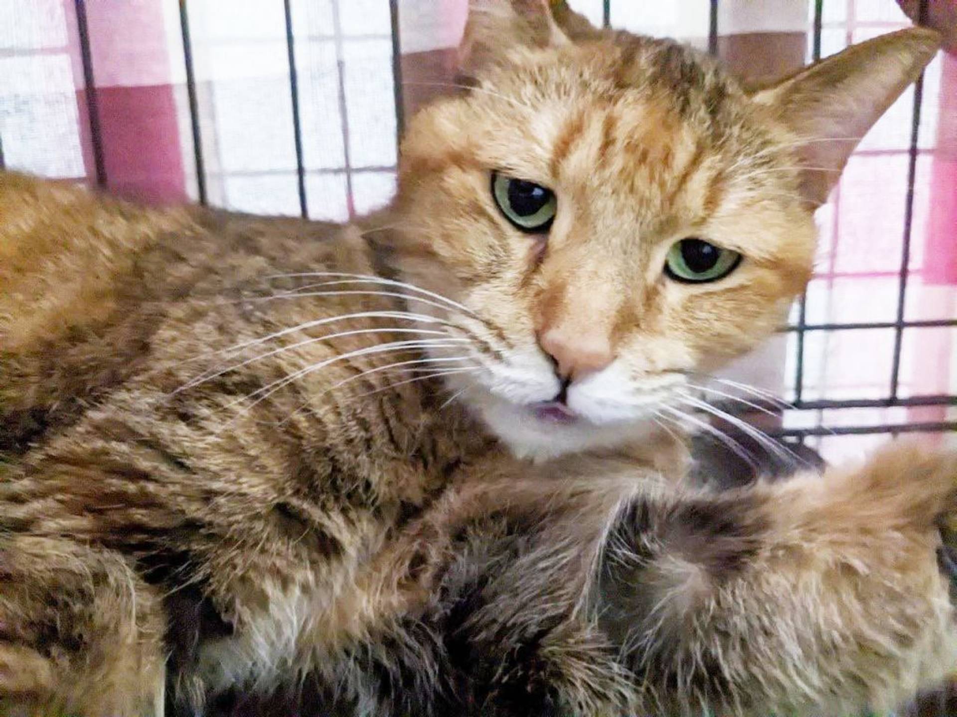 雑種（ミックス猫）・メスの里親募集の写真