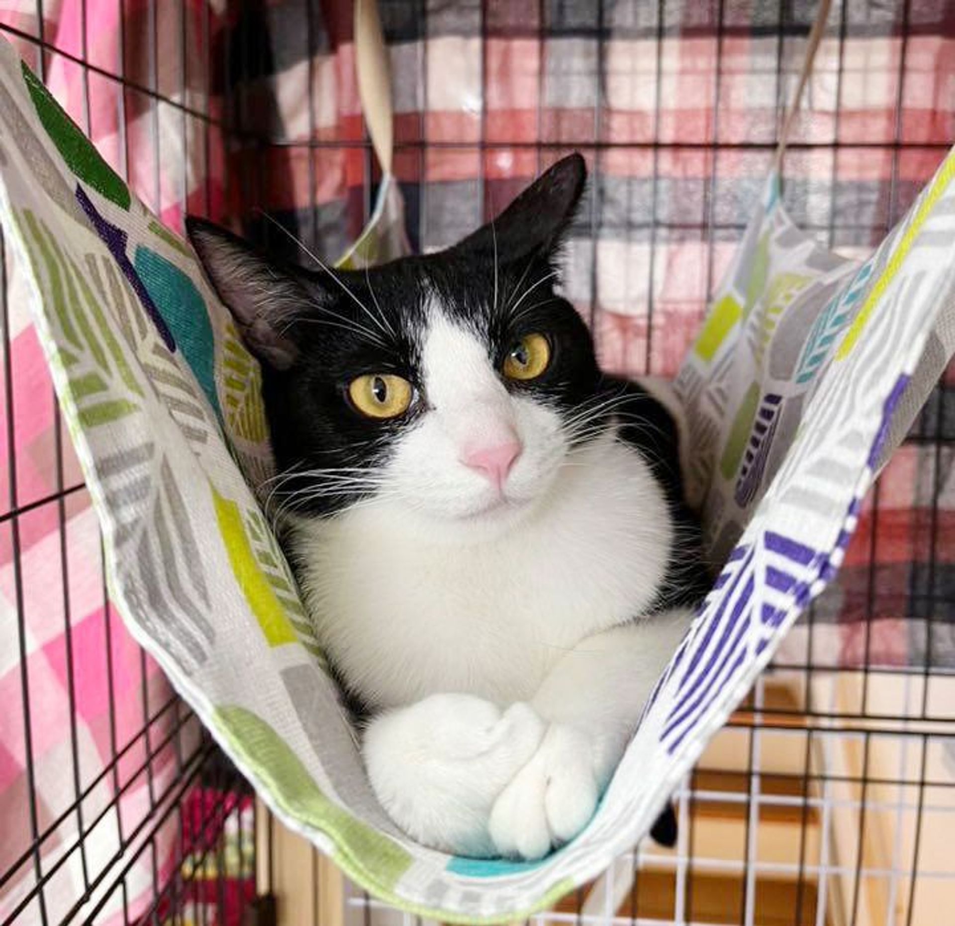 雑種（ミックス猫）・メスの里親募集の写真