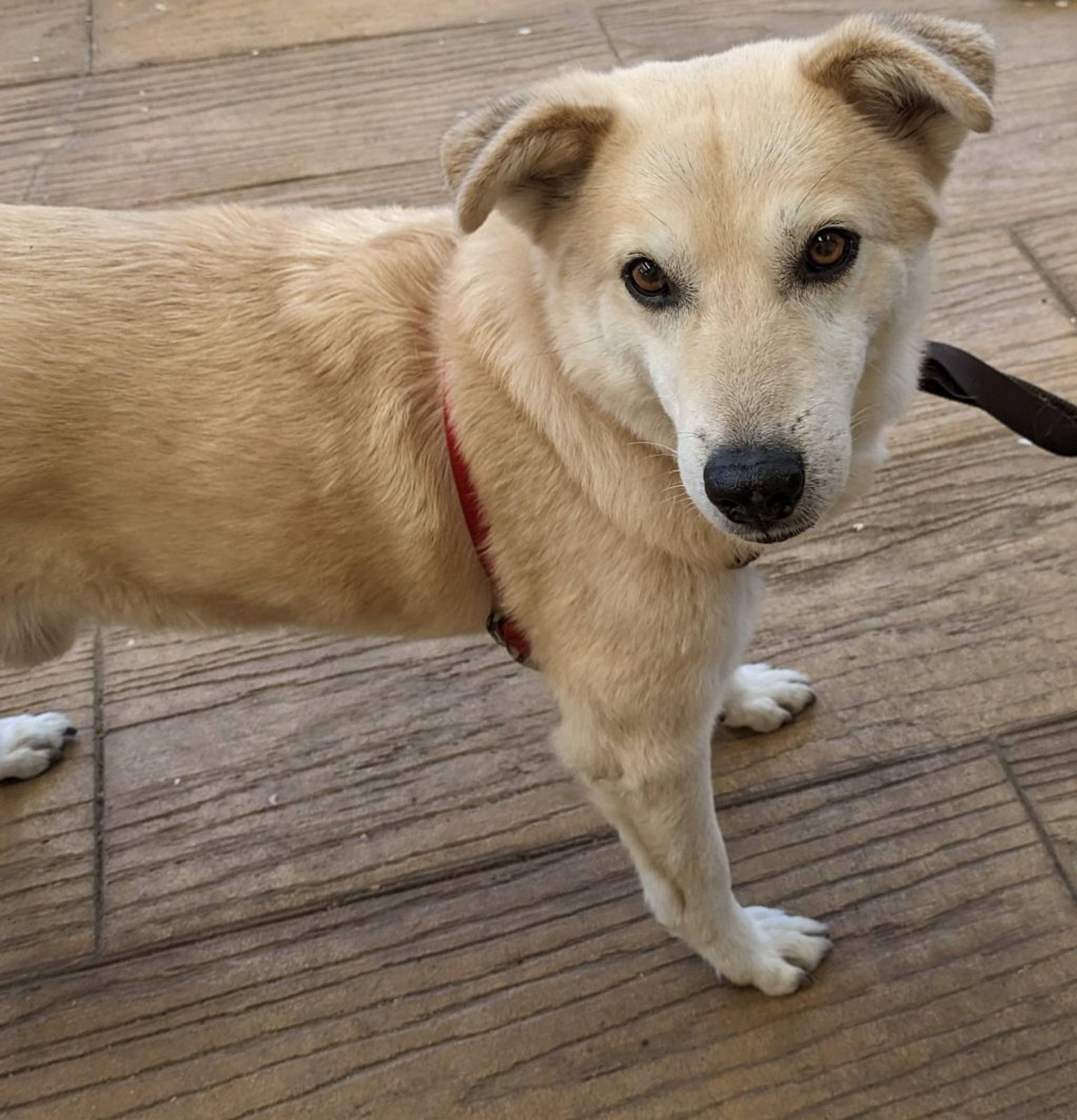 雑種（ミックス犬）・オスの里親募集の写真
