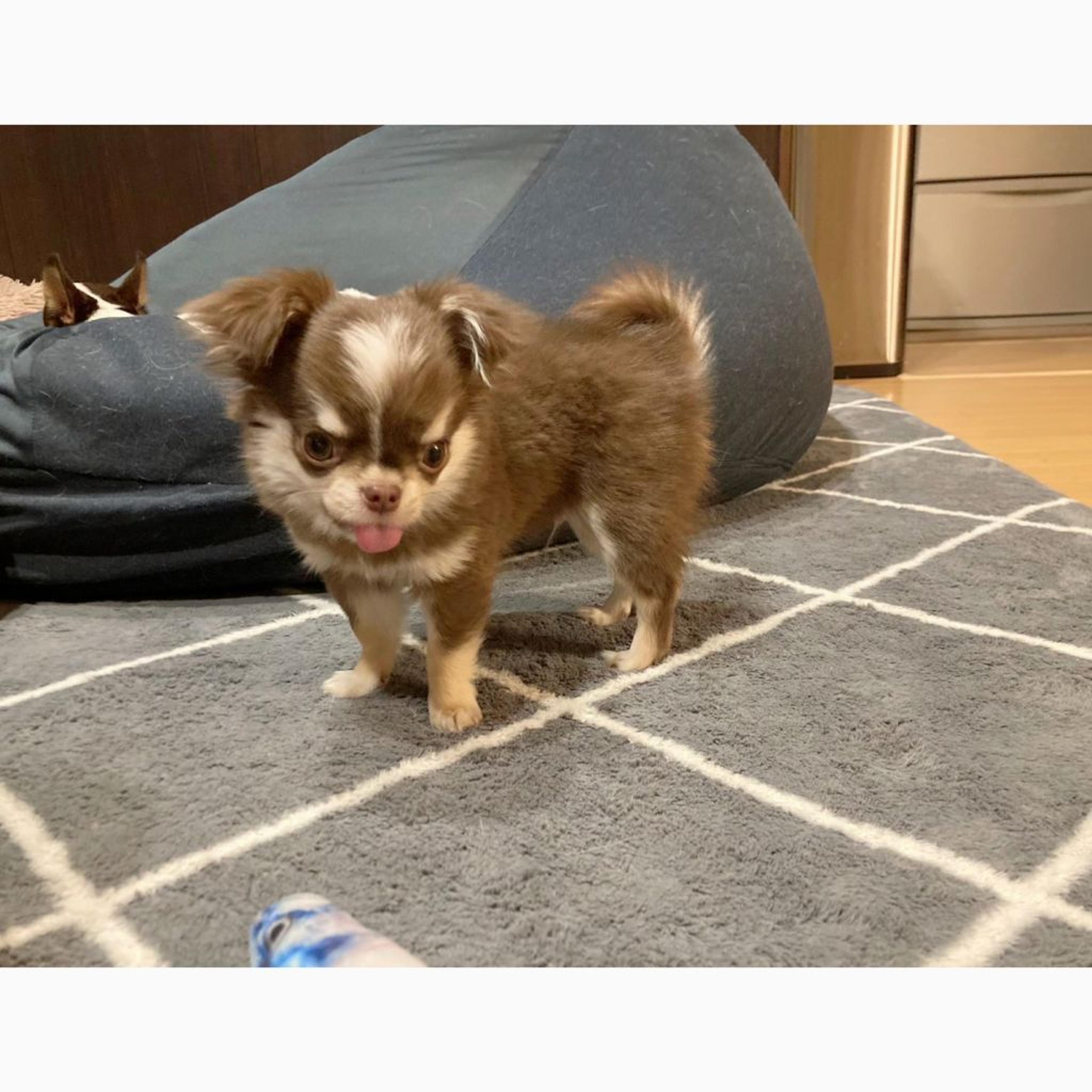 pet-image-2
