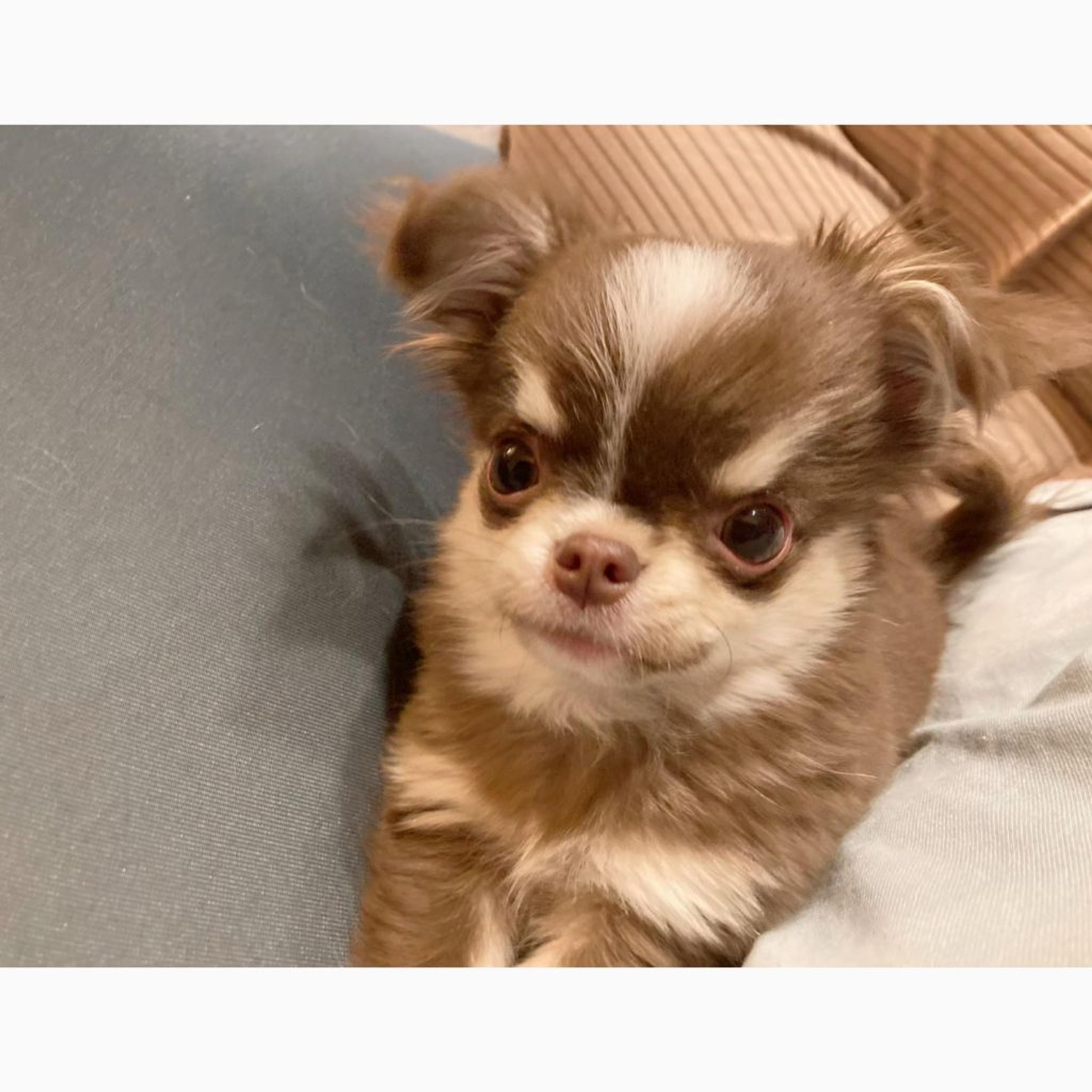 pet-image-3