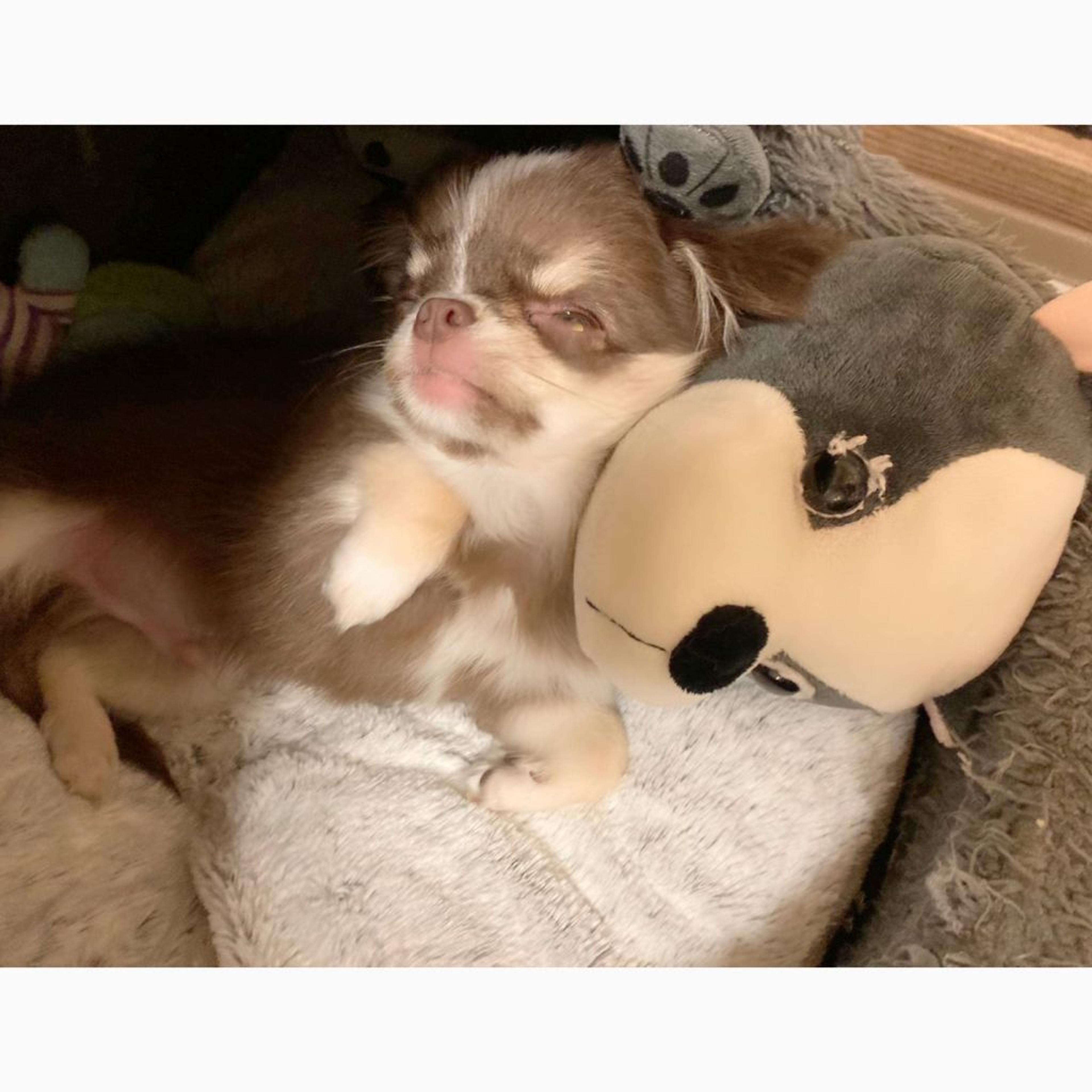 pet-image-4