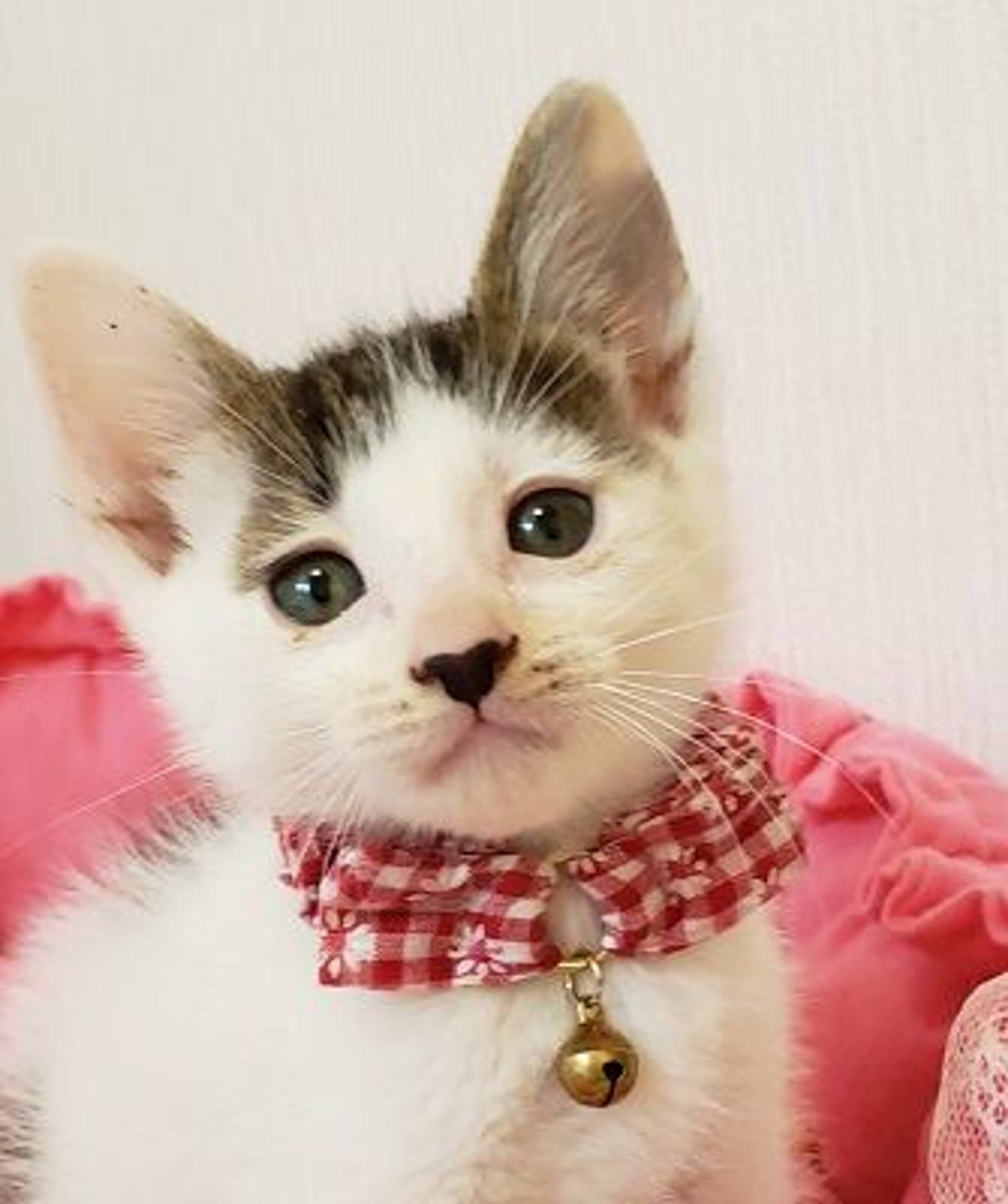 雑種（ミックス猫）・オスの里親募集の写真