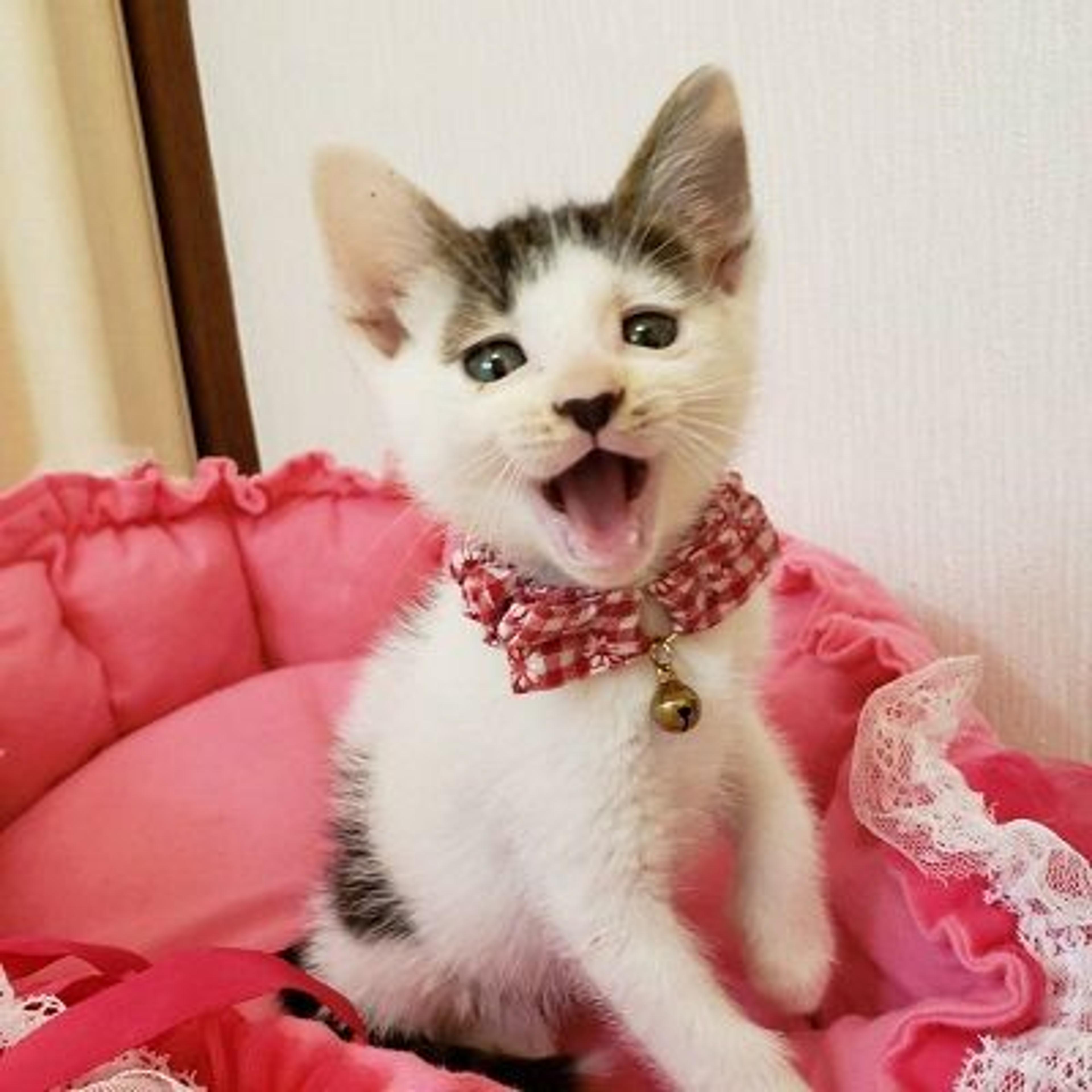 pet-image-2