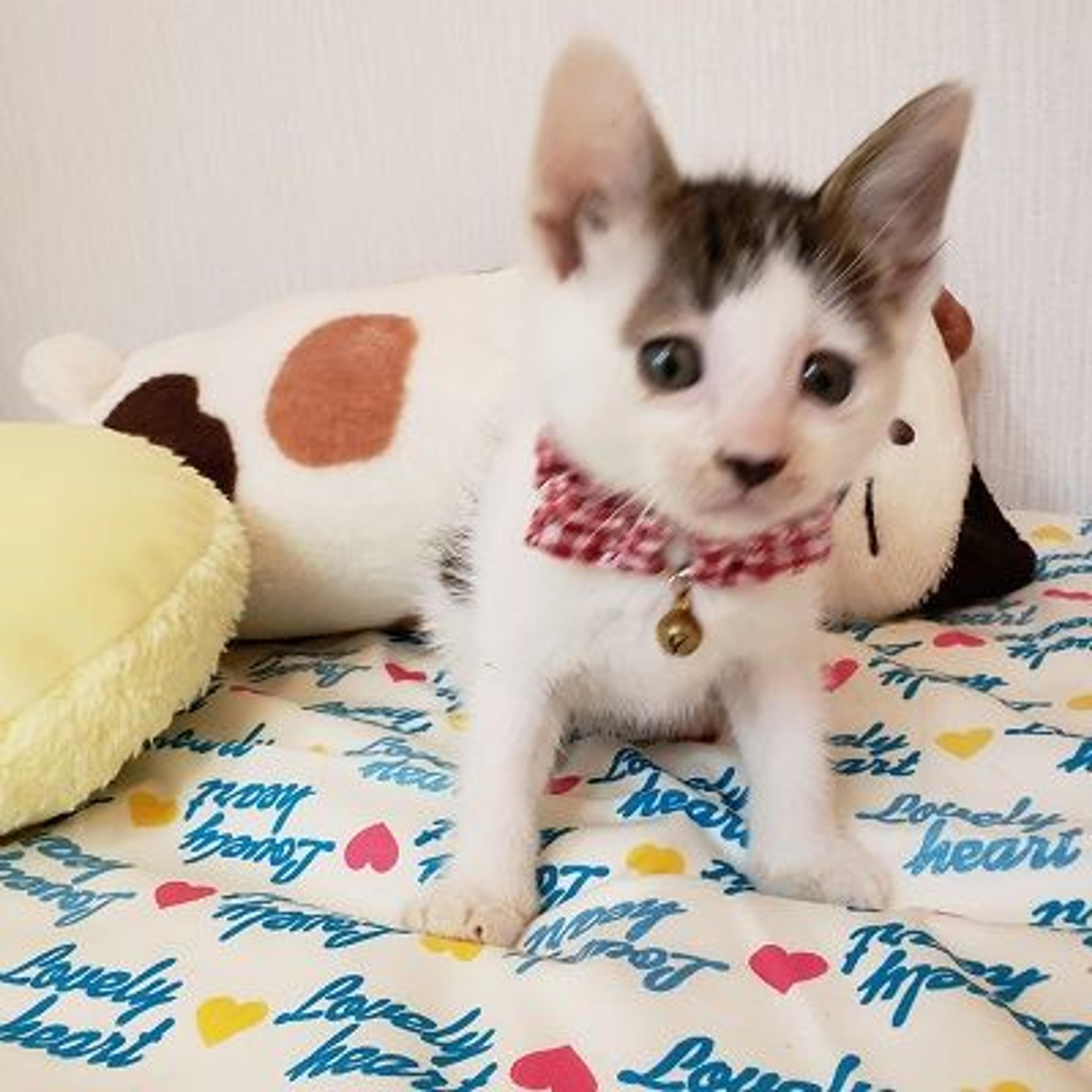 pet-image-3