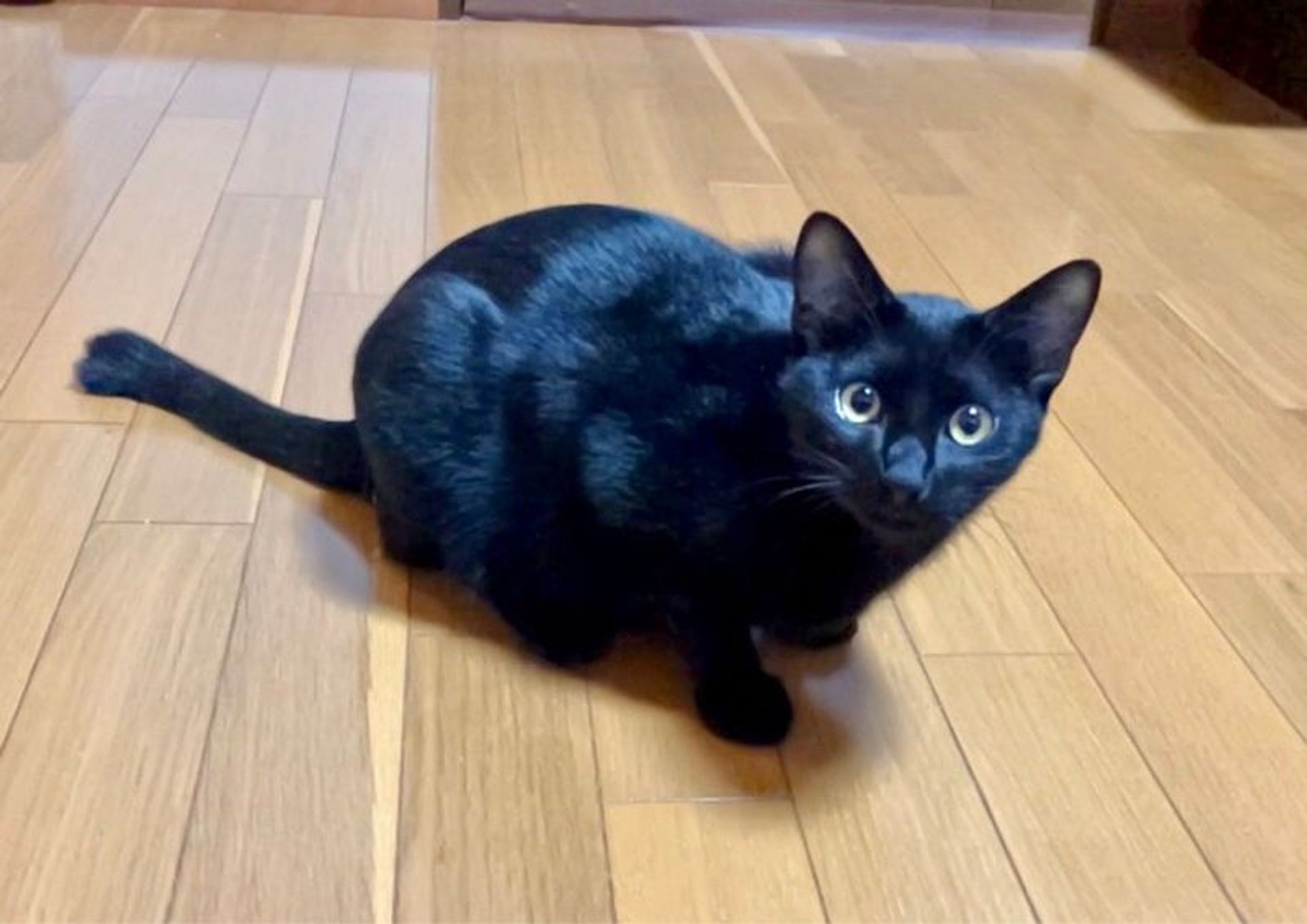 雑種（ミックス猫）・オスの里親募集の写真