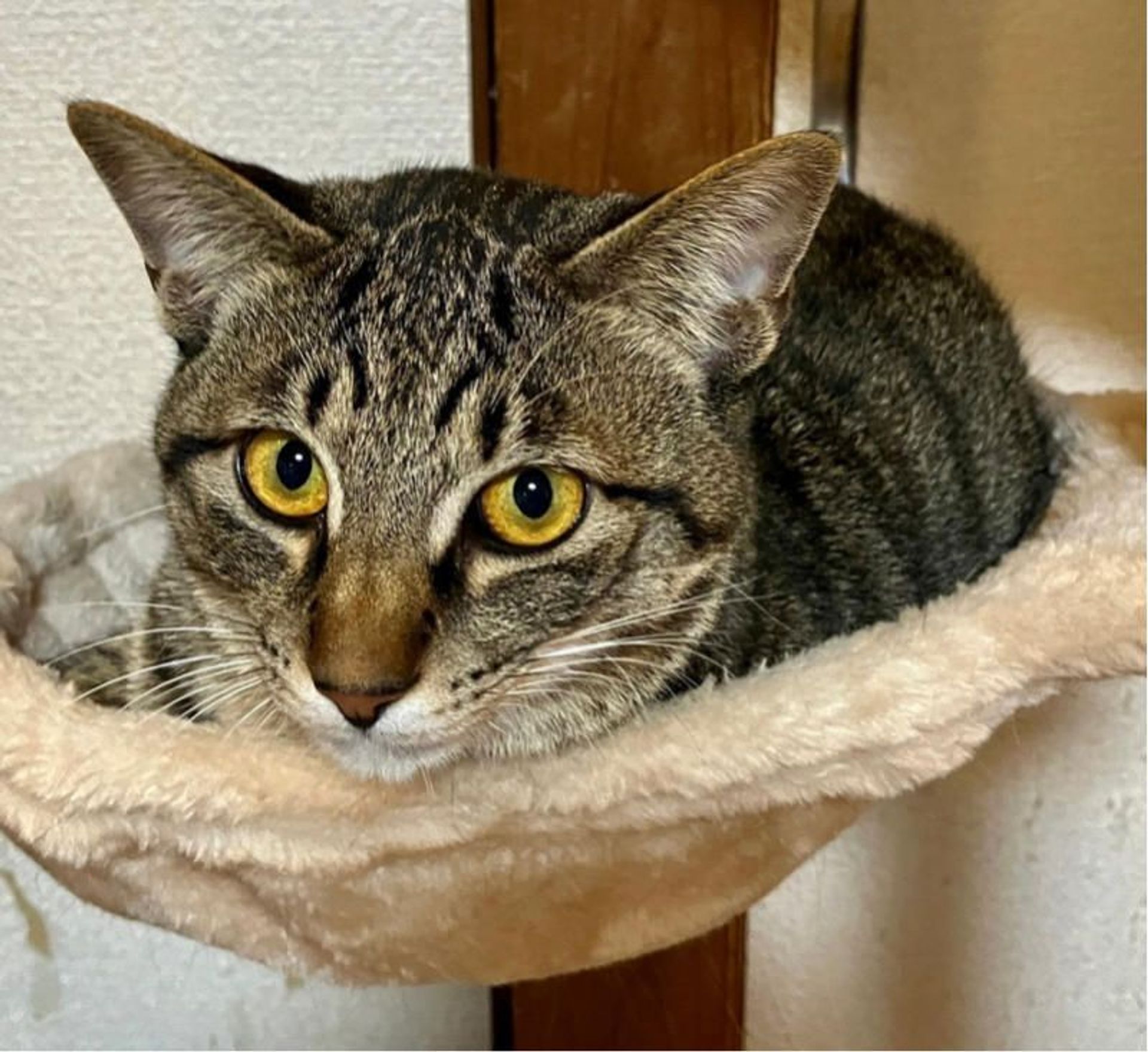 雑種（ミックス猫）・オスの里親募集の写真