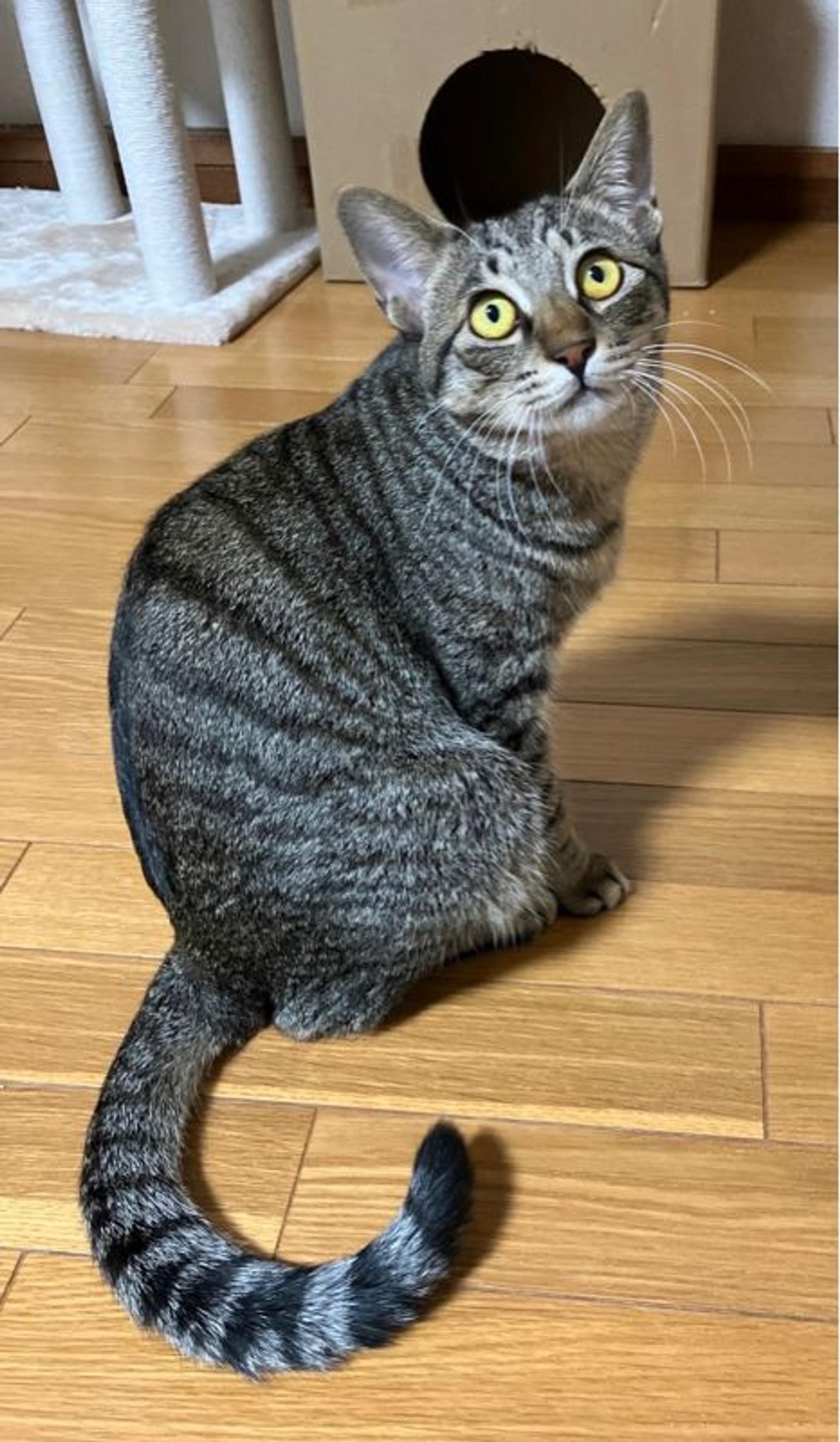 pet-image-2