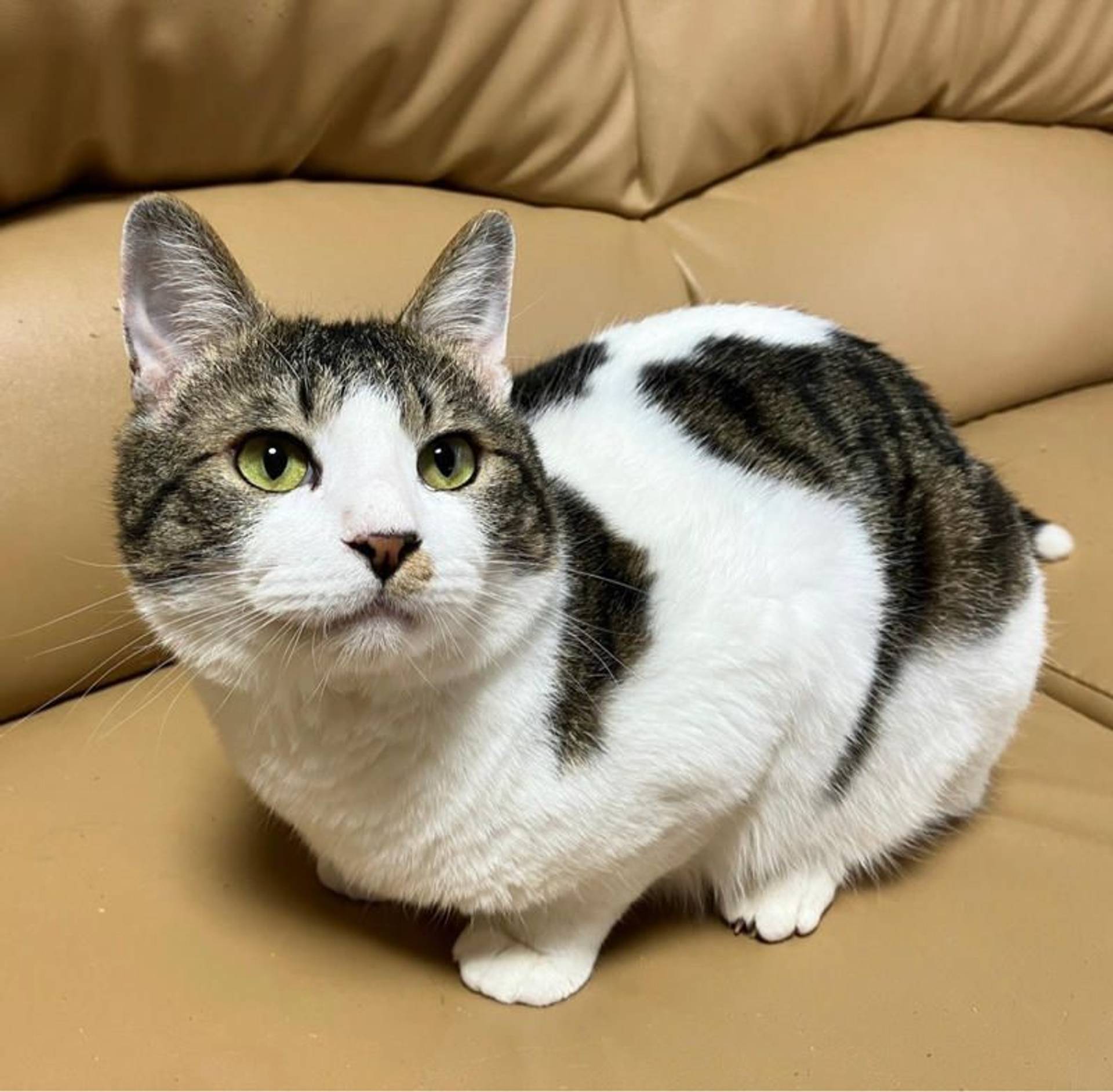 雑種（ミックス猫）・オスの里親募集の写真