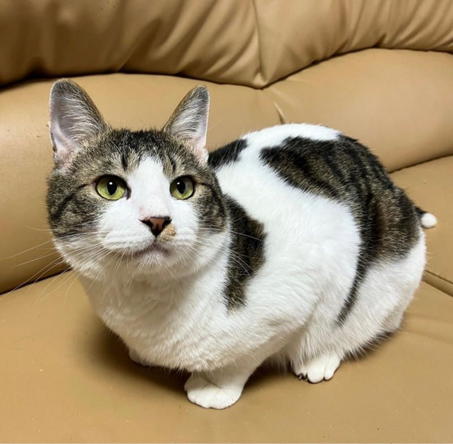 雑種（ミックス猫）・オスの里親募集の写真