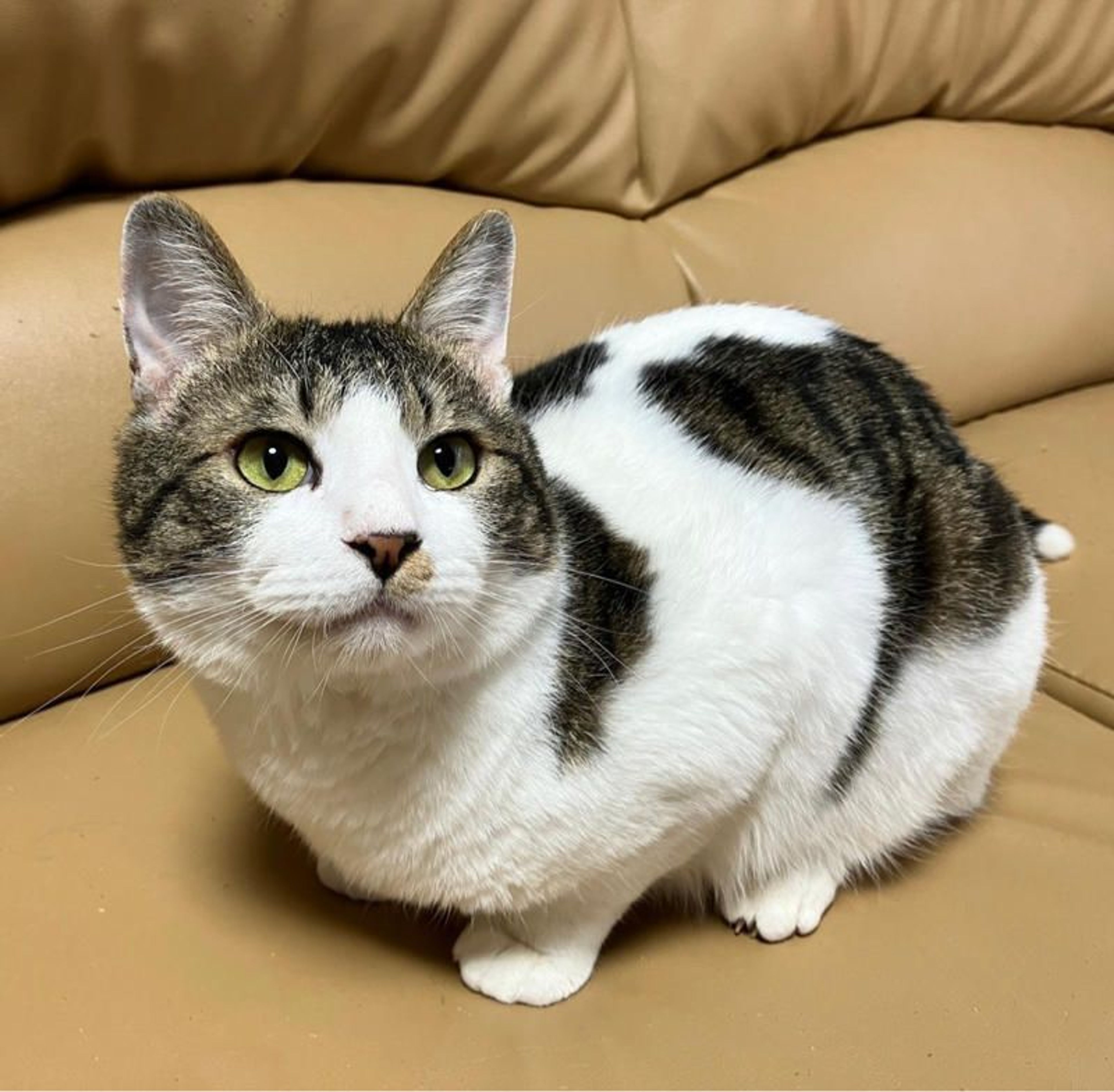 雑種（ミックス猫）・オスの里親募集の写真
