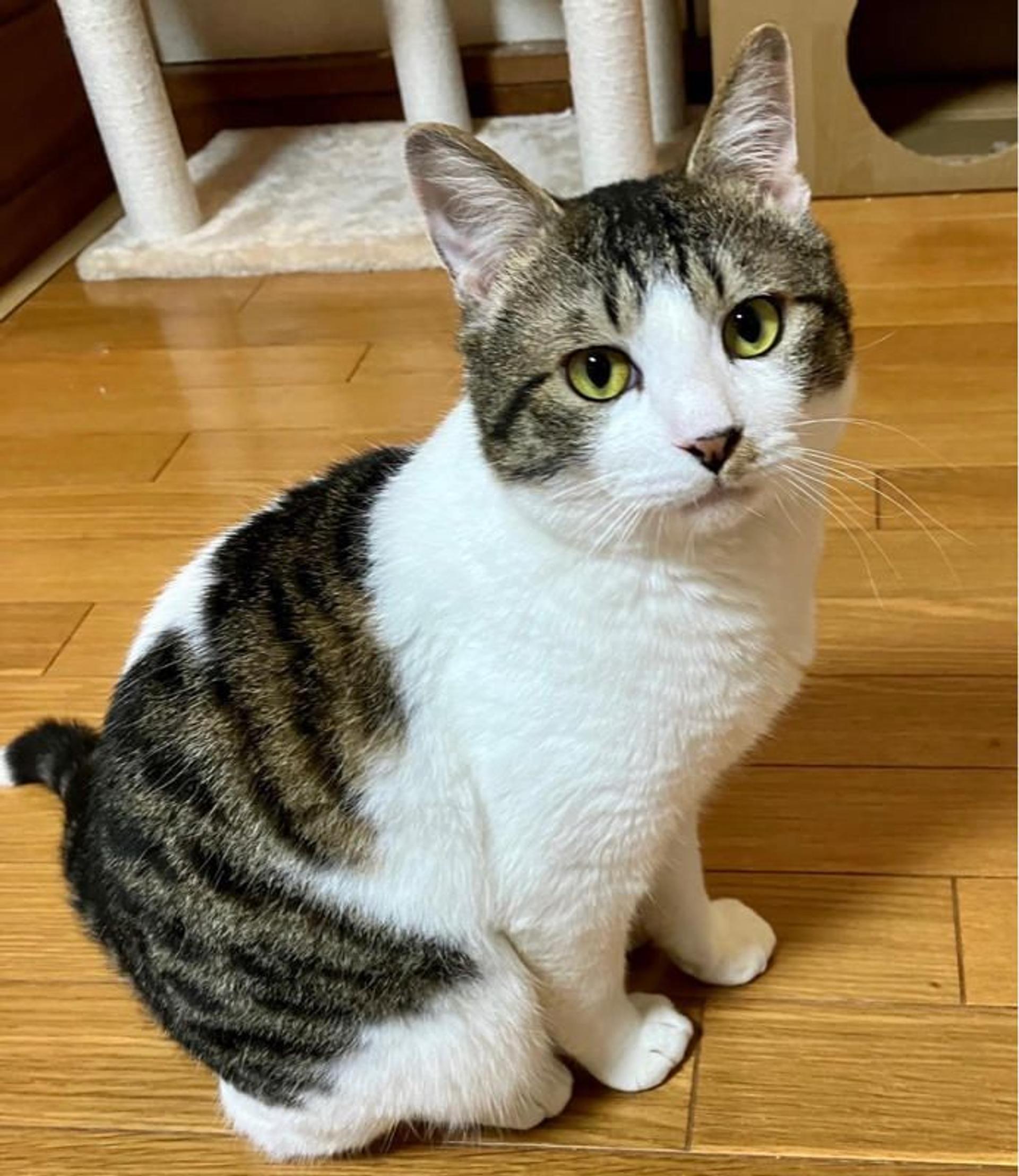 pet-image-2