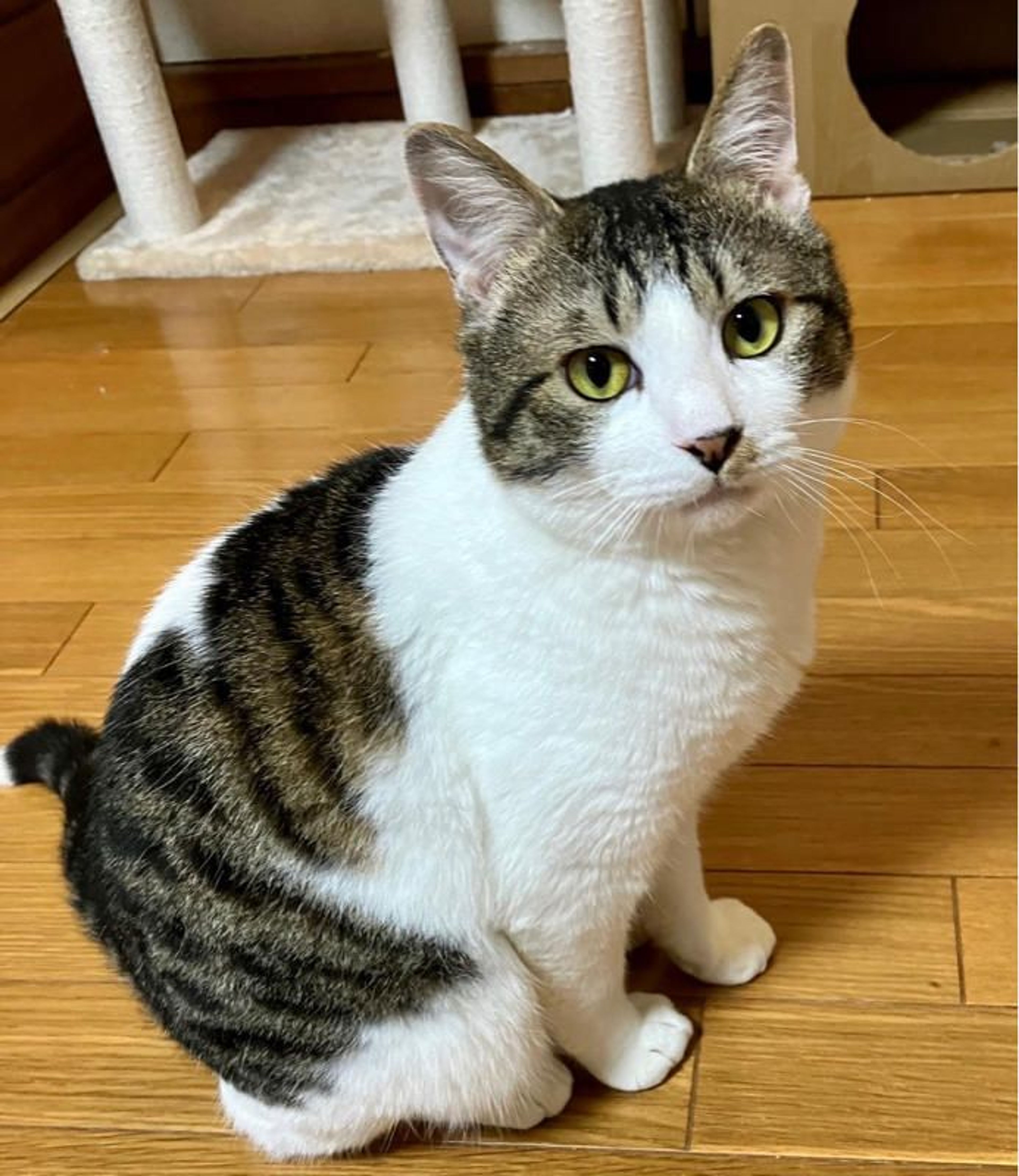 pet-image-2