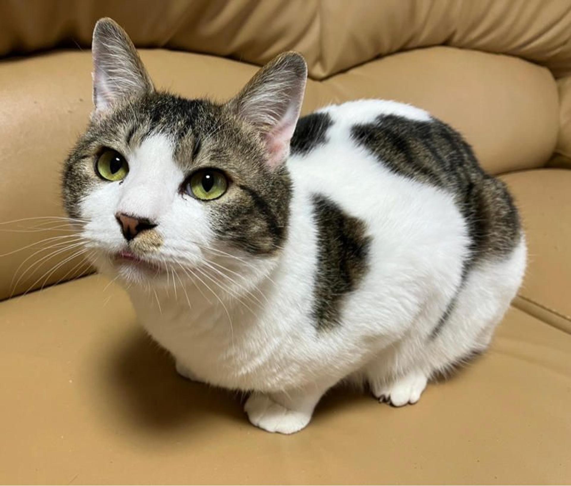pet-image-4