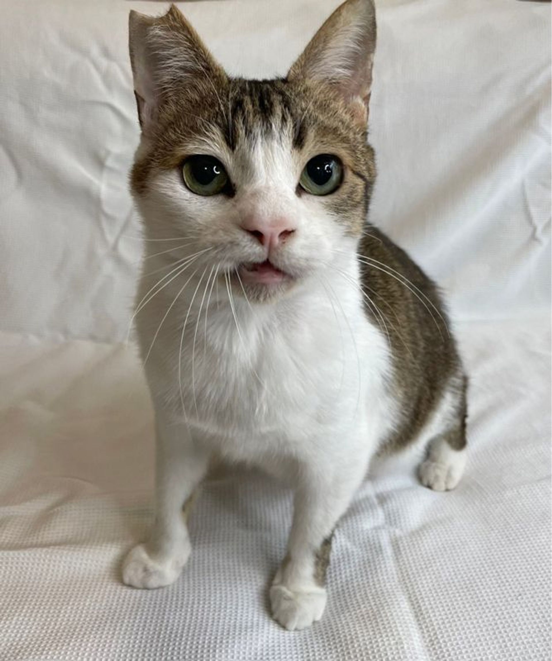 雑種（ミックス猫）・オスの里親募集の写真