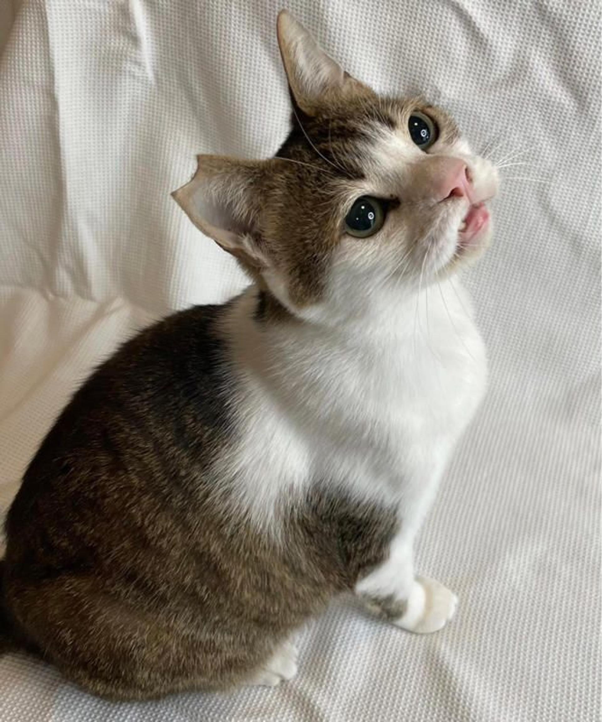 pet-image-3