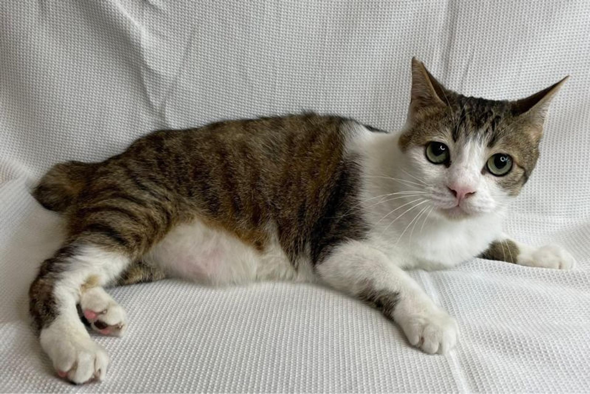 pet-image-4