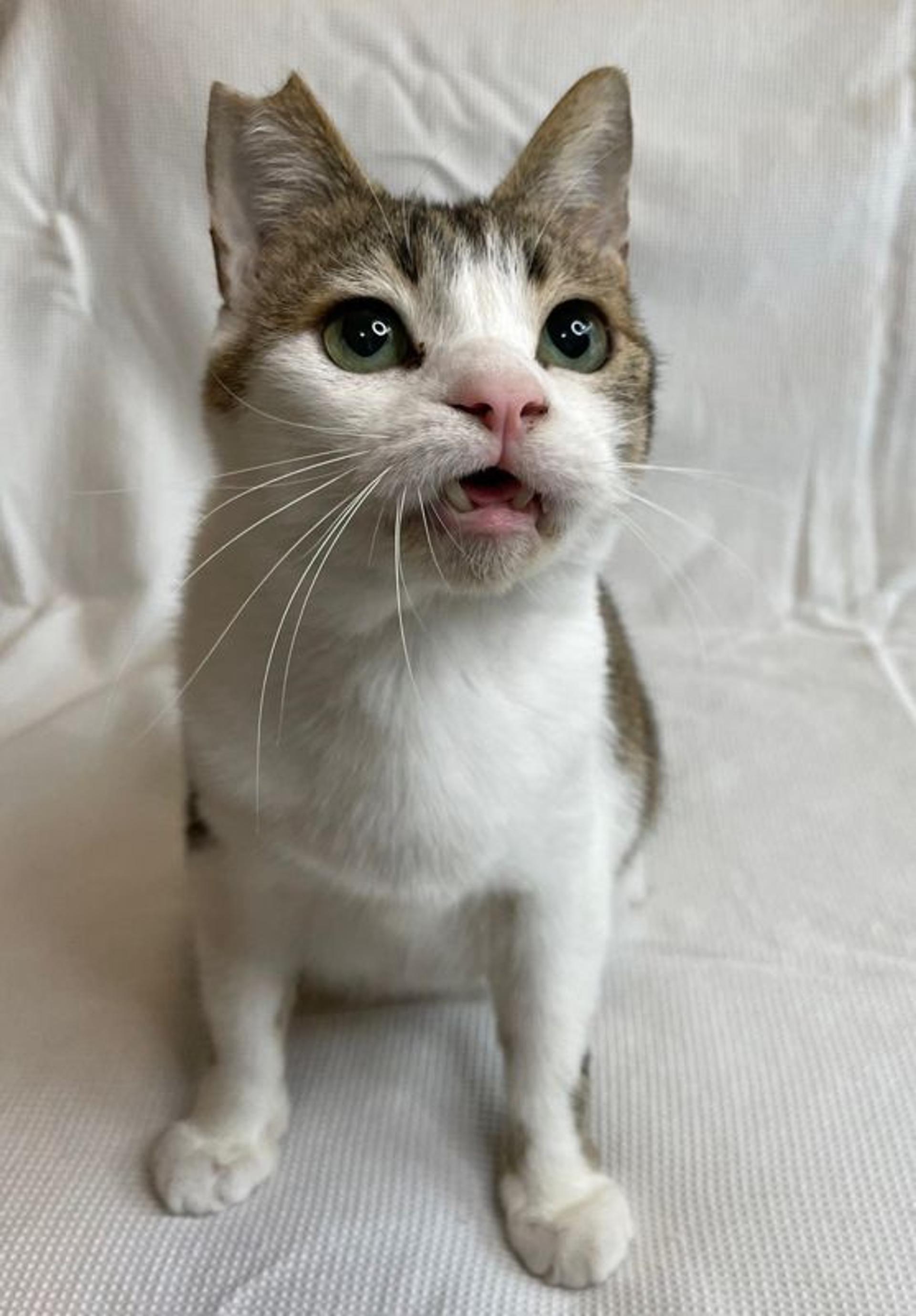 pet-image-5