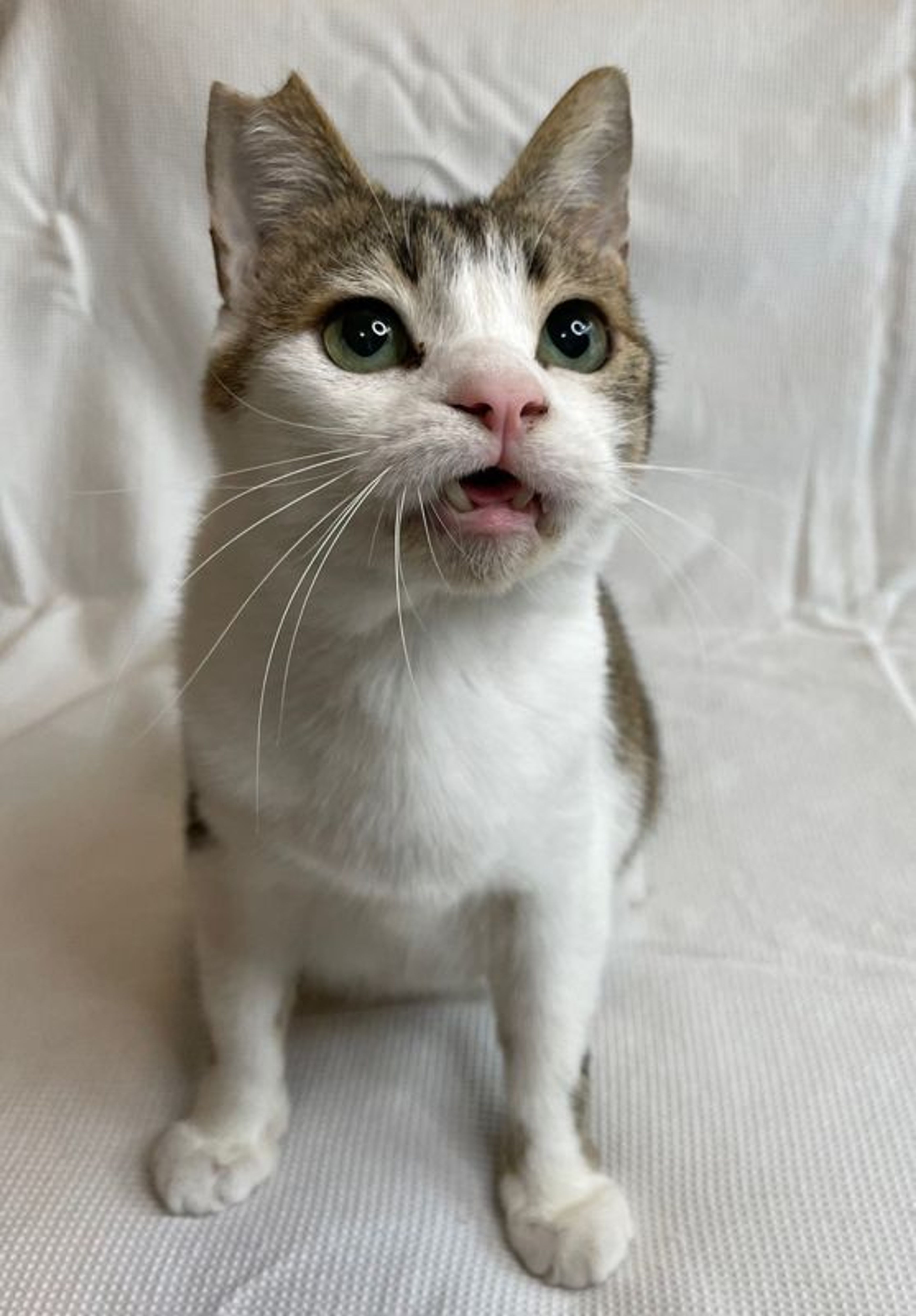 pet-image-5